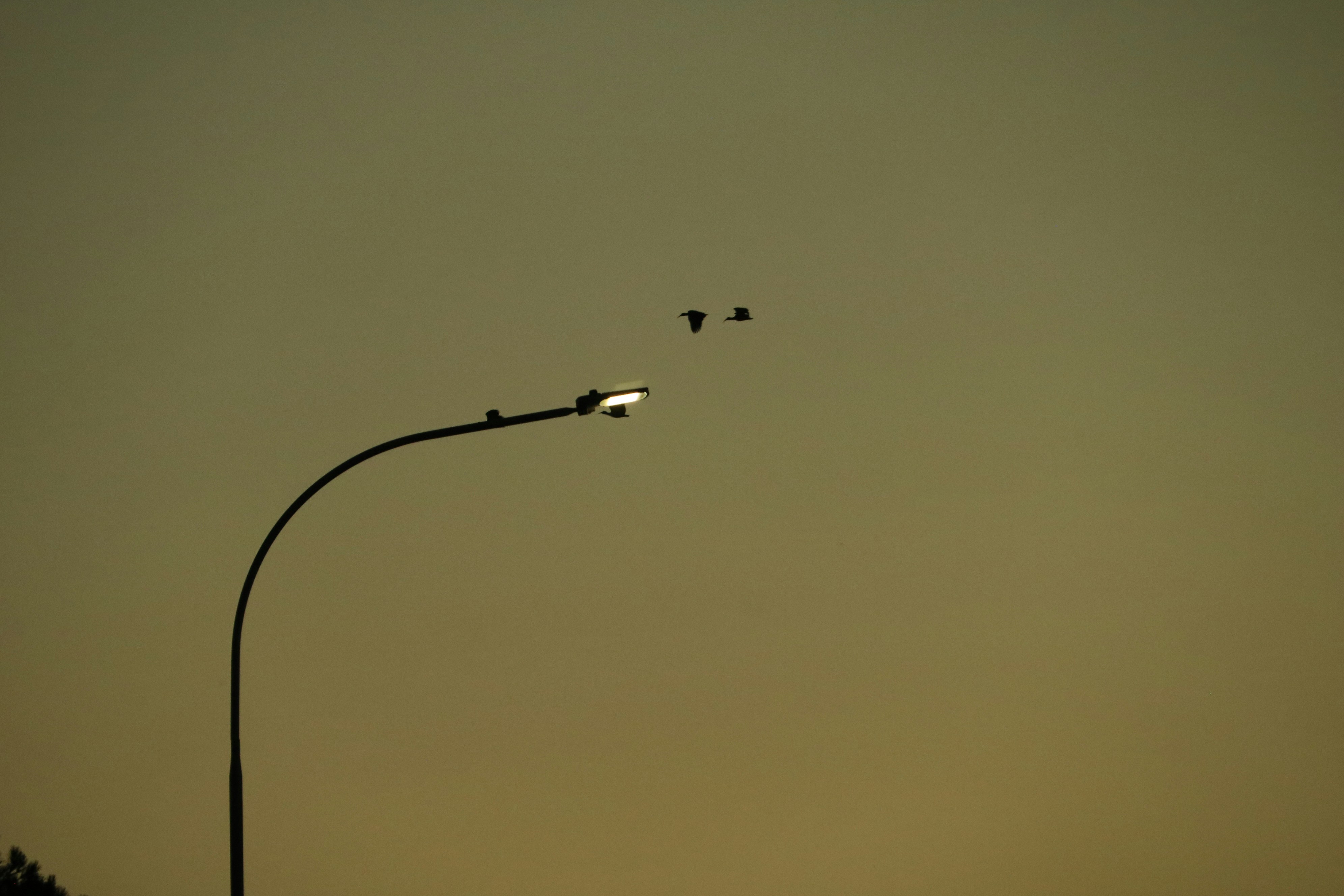 Straßenlaterne mit Vögeln, die gegen einen nebligen Himmel fliegen