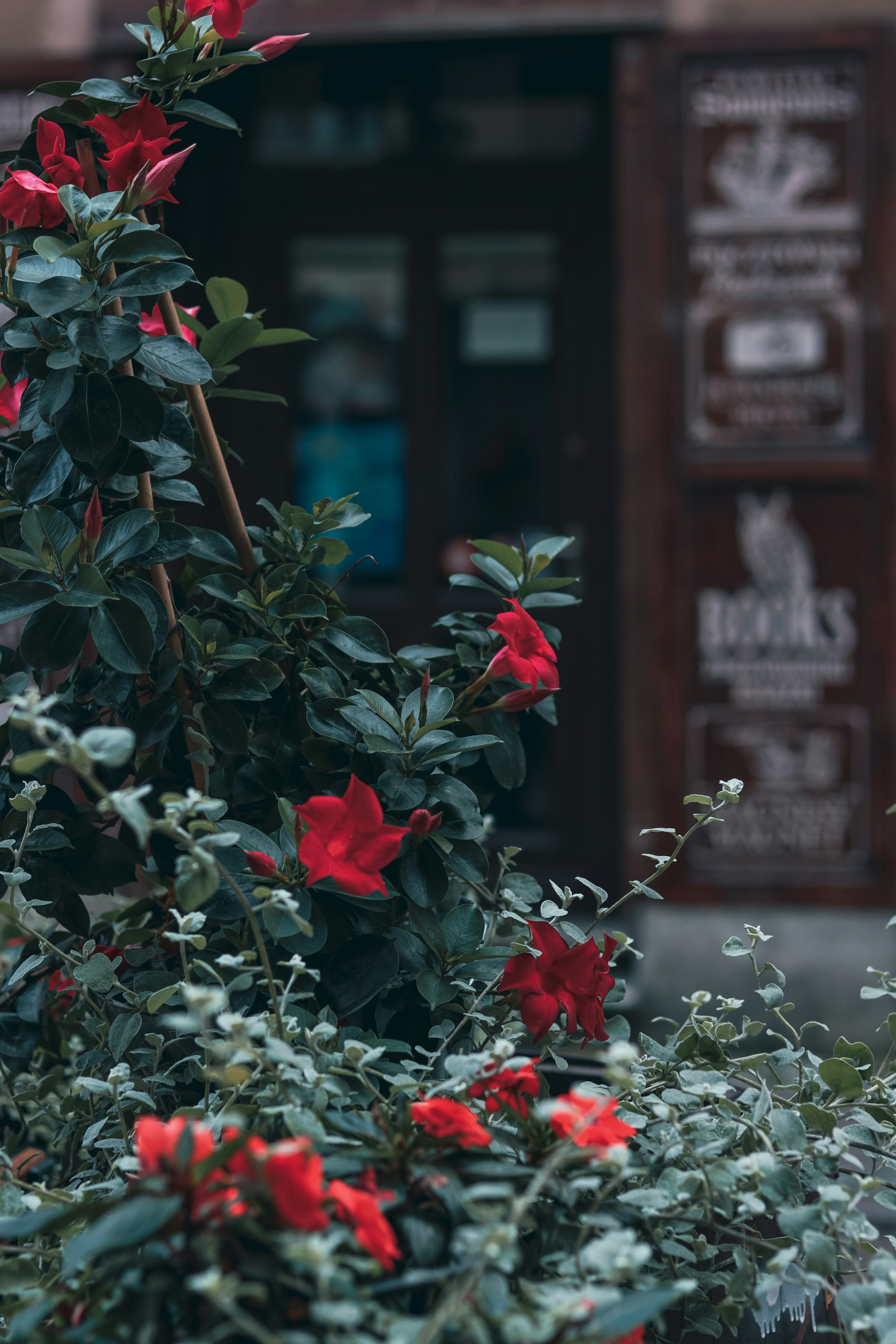 Photo by mari_drakkar