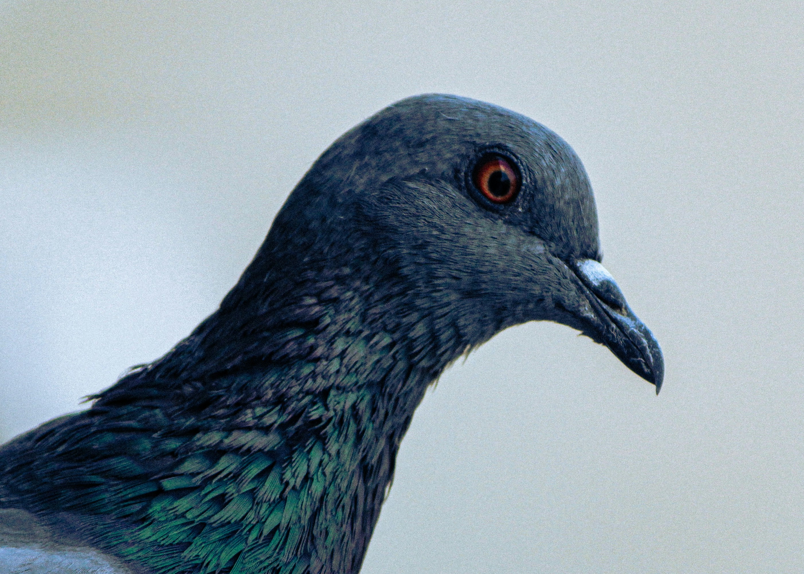 Photo by sukarna_roll