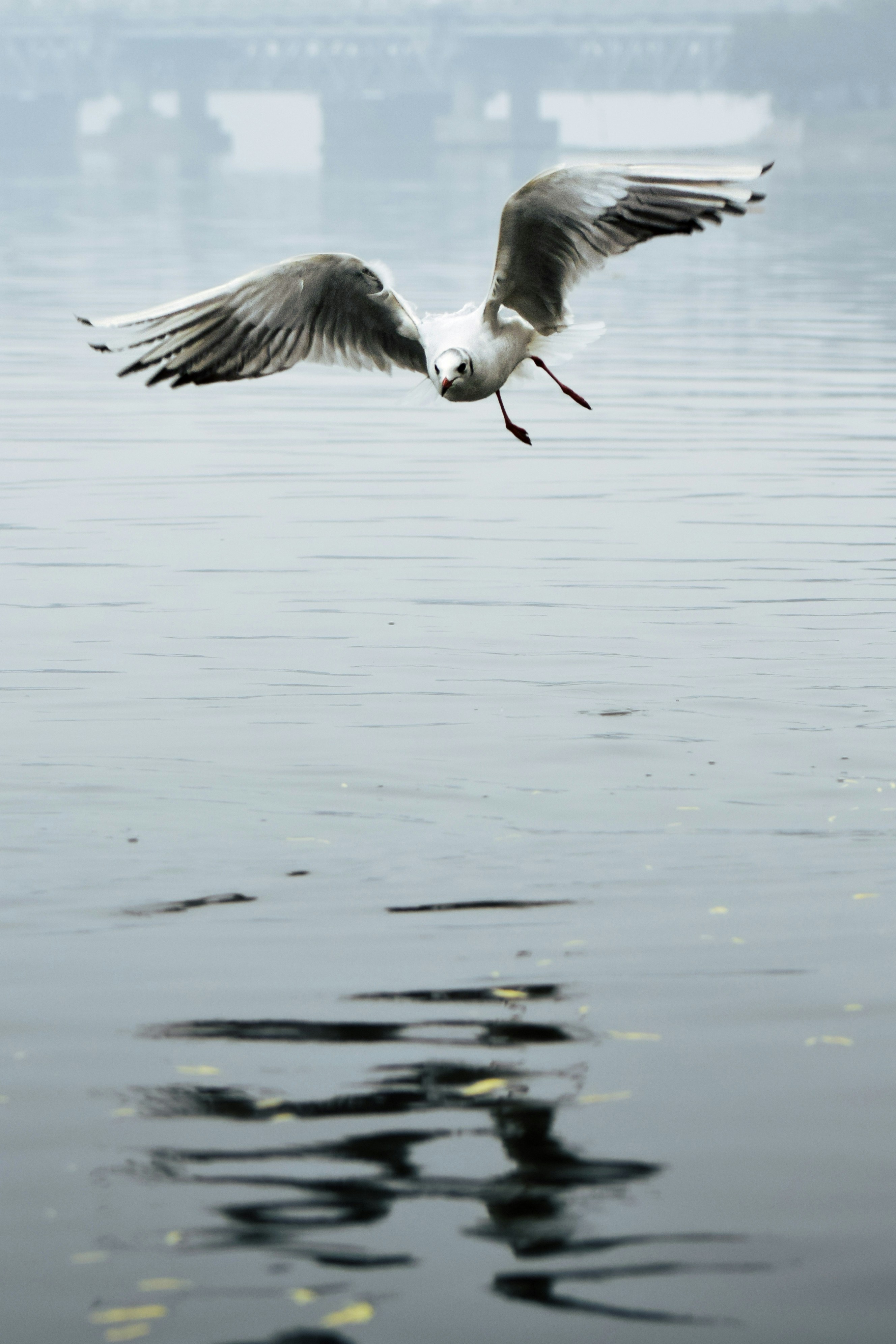 Photo by sukarna_roll