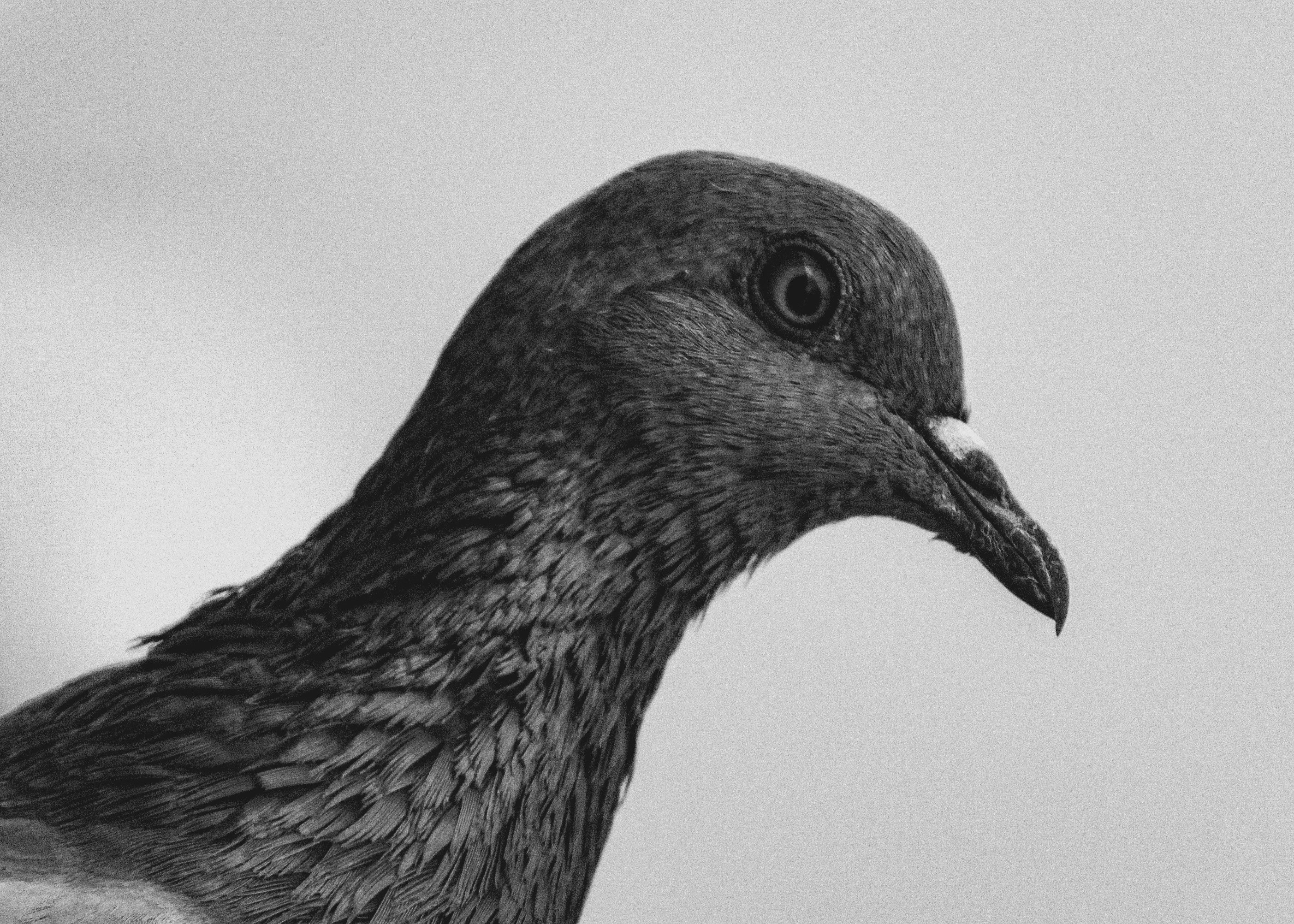 Photo by sukarna_roll