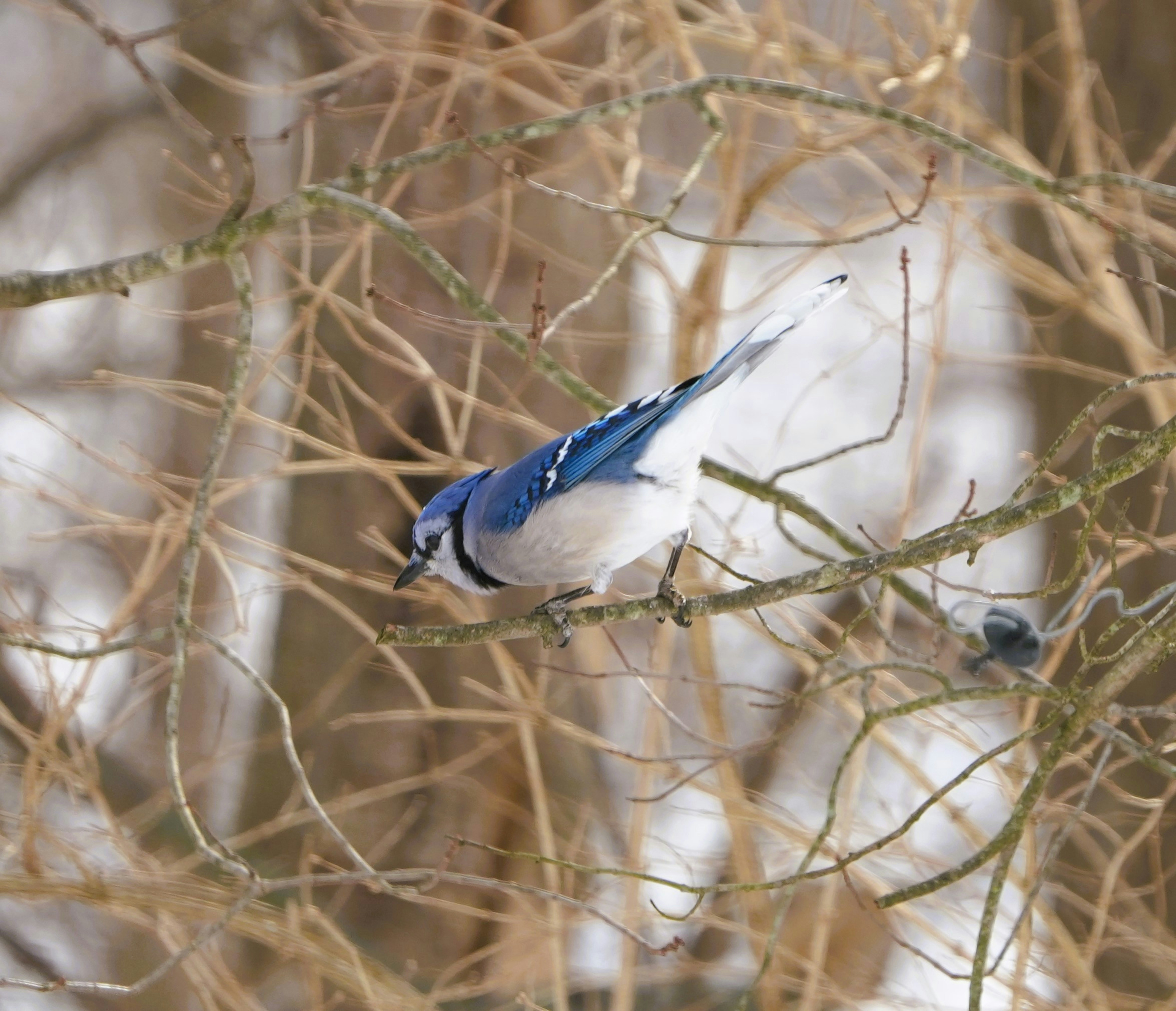 A blue jay perches on a bare branch in winter.