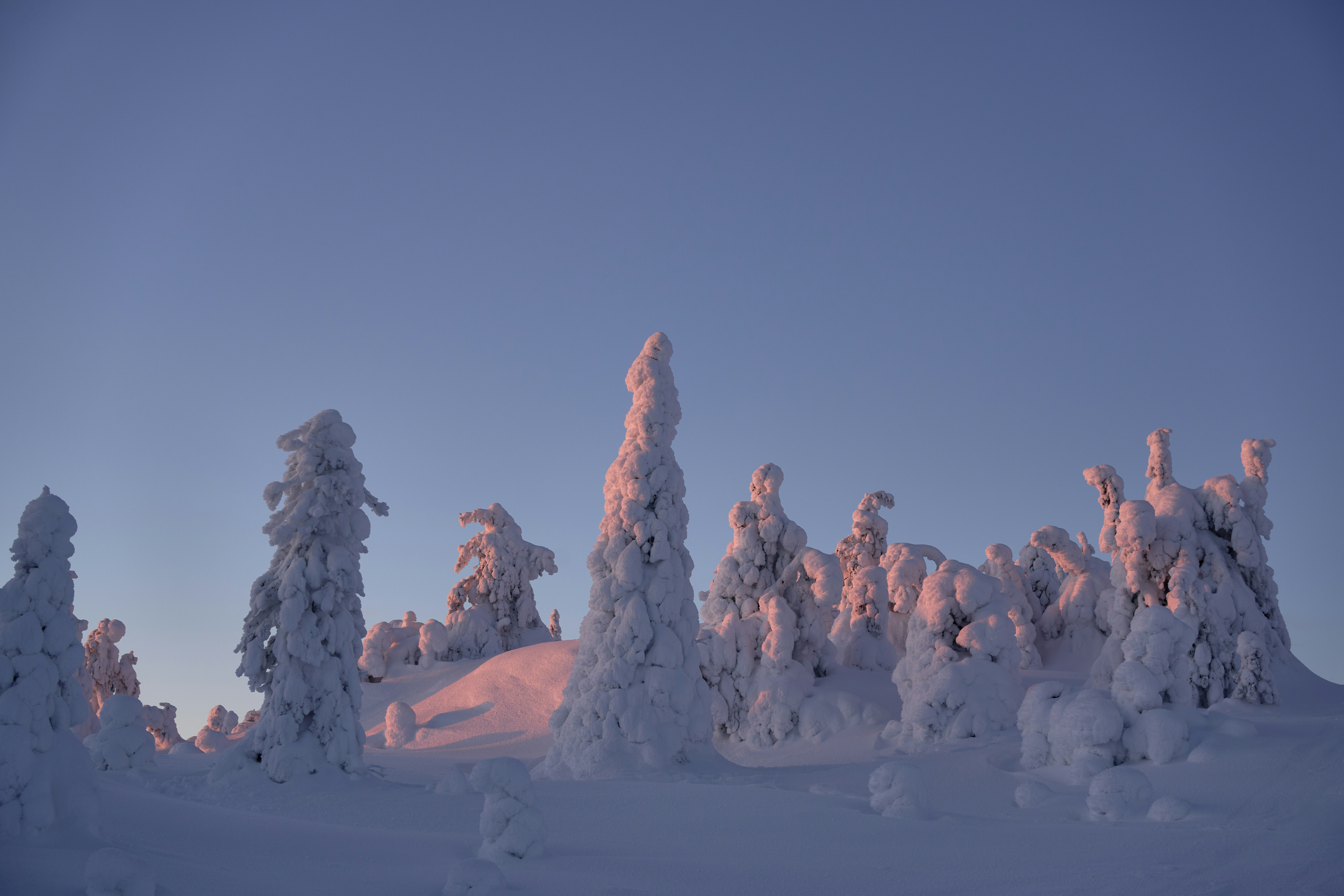 Snow-covered trees illuminated by soft sunrise light.