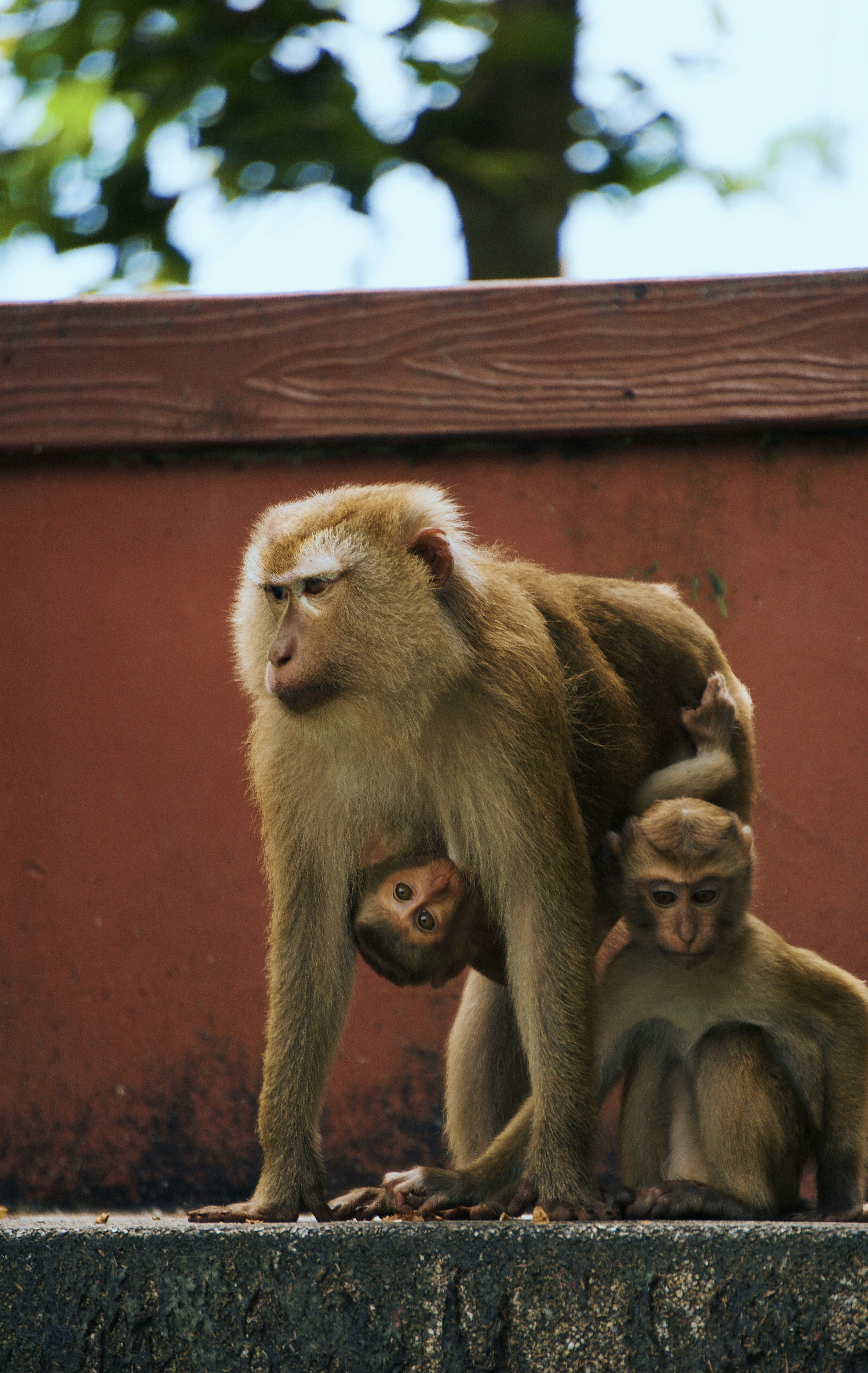Um macaco carrega seu bebê enquanto outro está sentado por perto