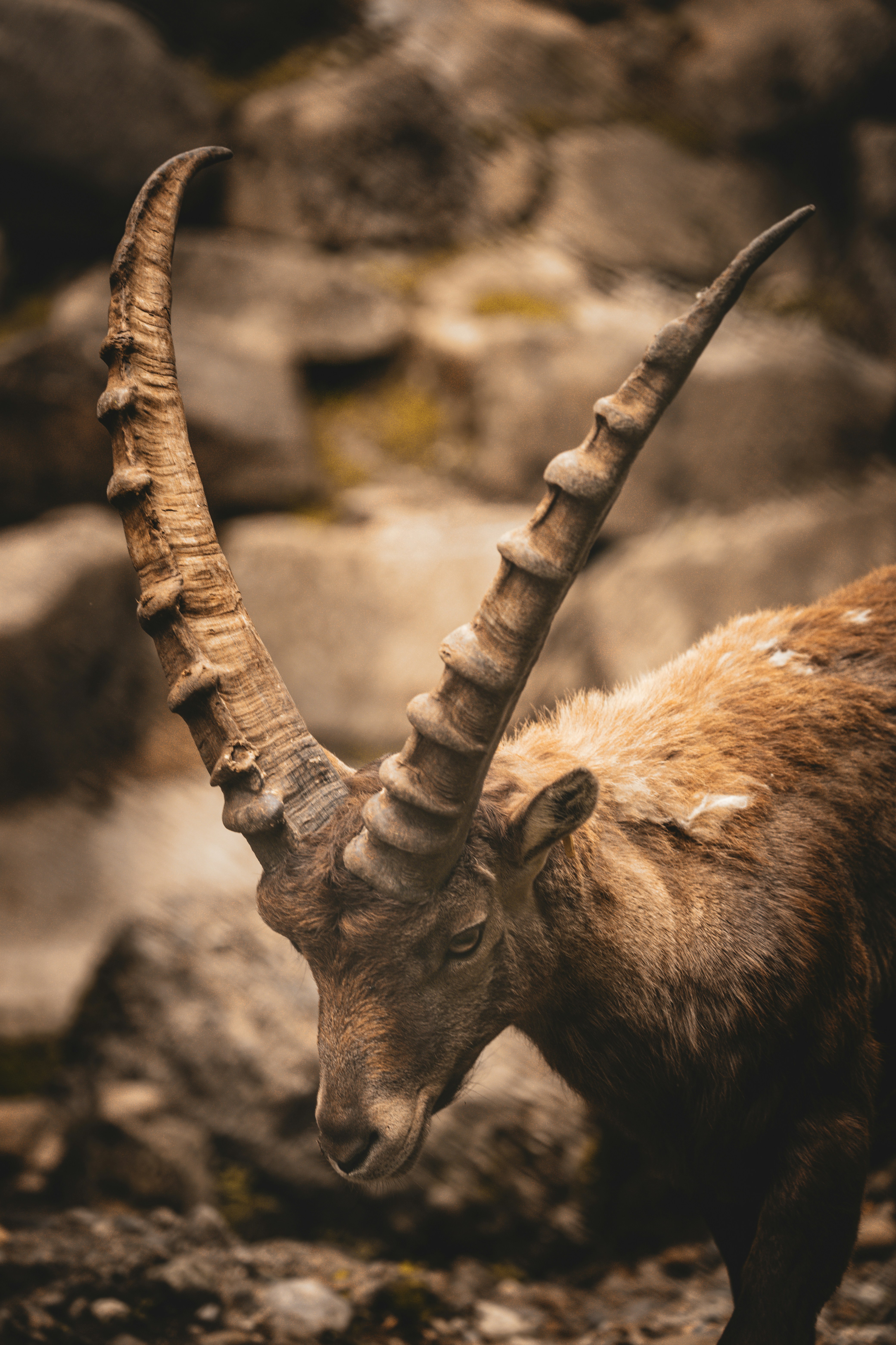 Capricorn zodiac wallpaper, wallpaper, Capricorn: Traits, Personality & Zodiac Sign Meaning 2