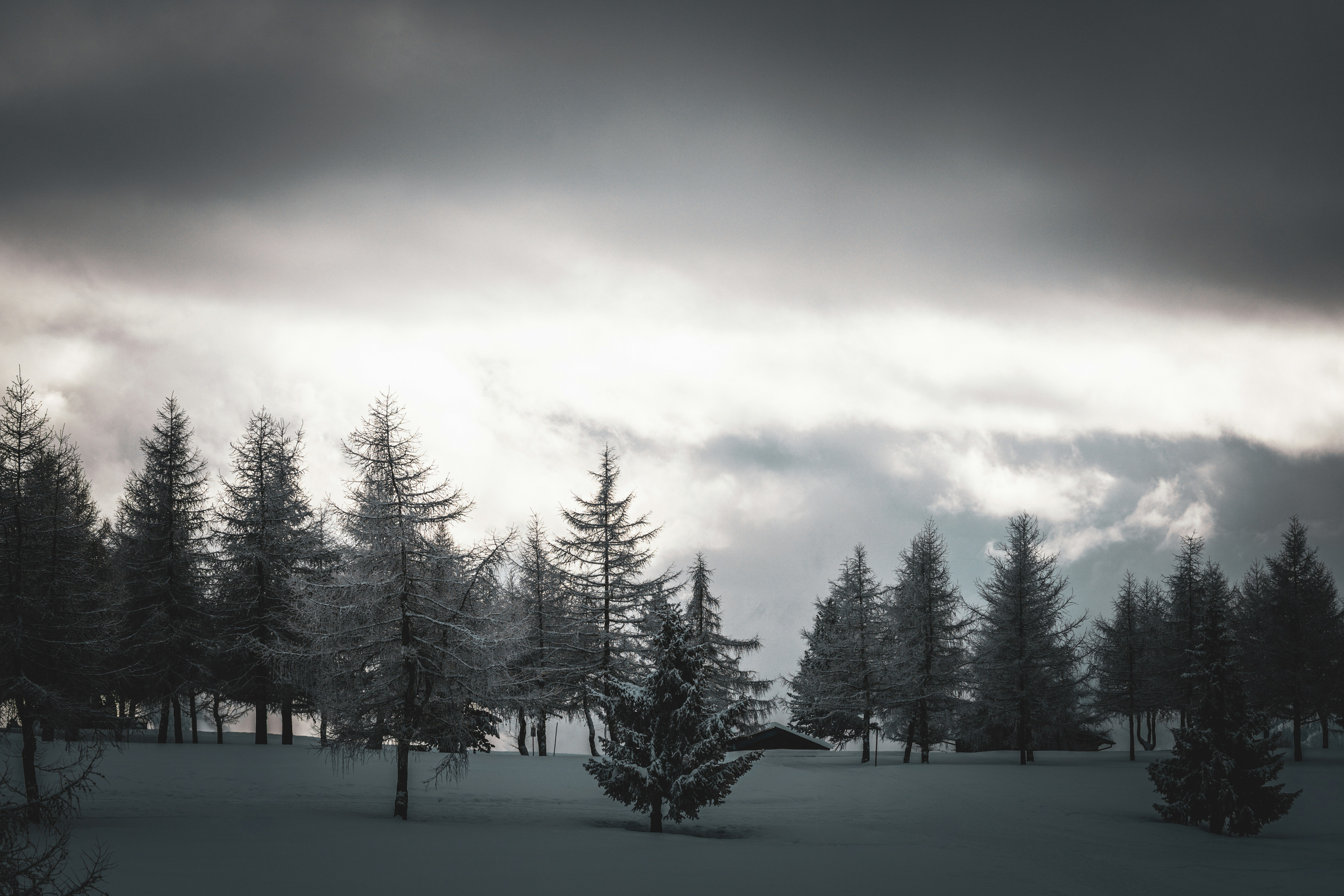 Photo by janis_photography