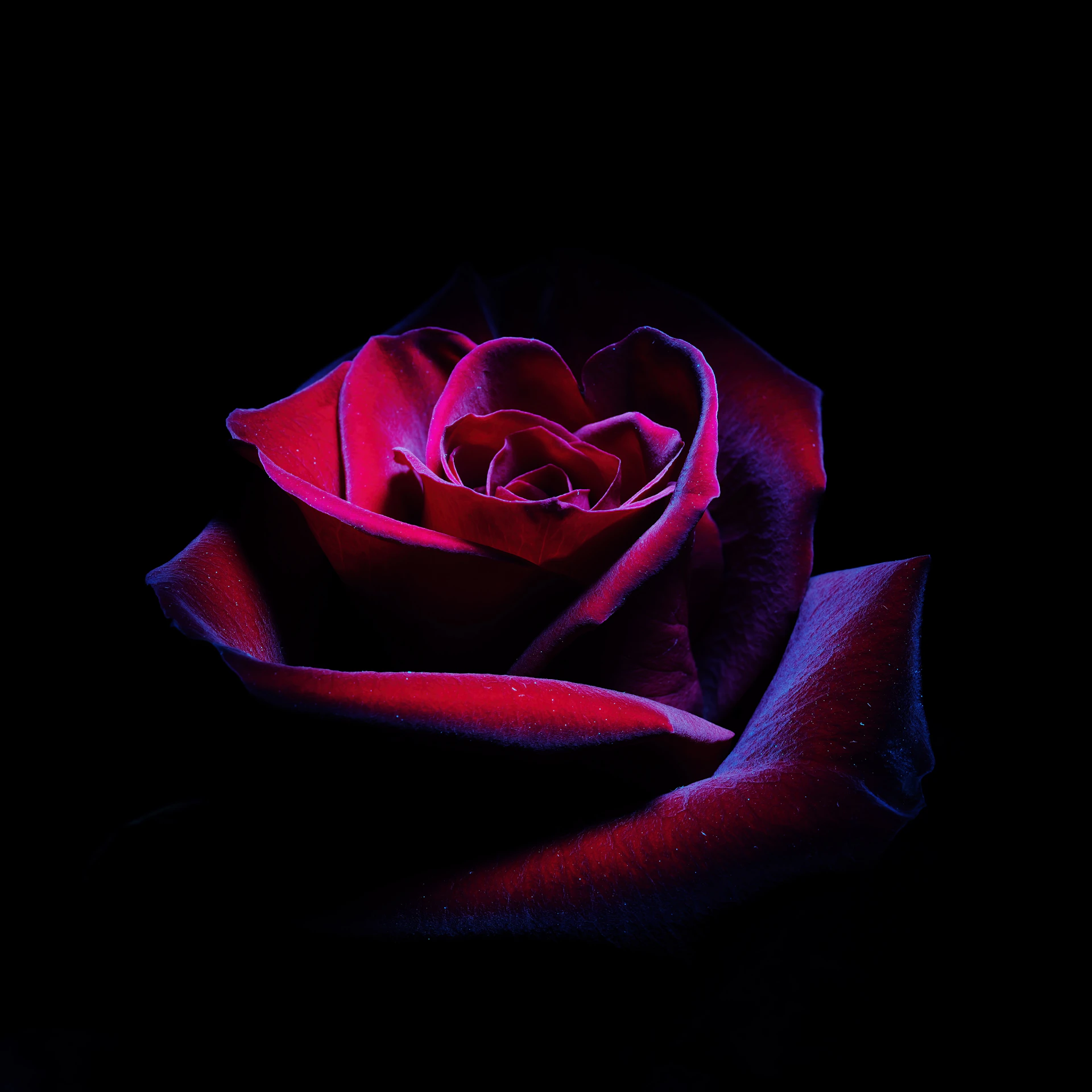 A single red rose with dark petals in darkness.