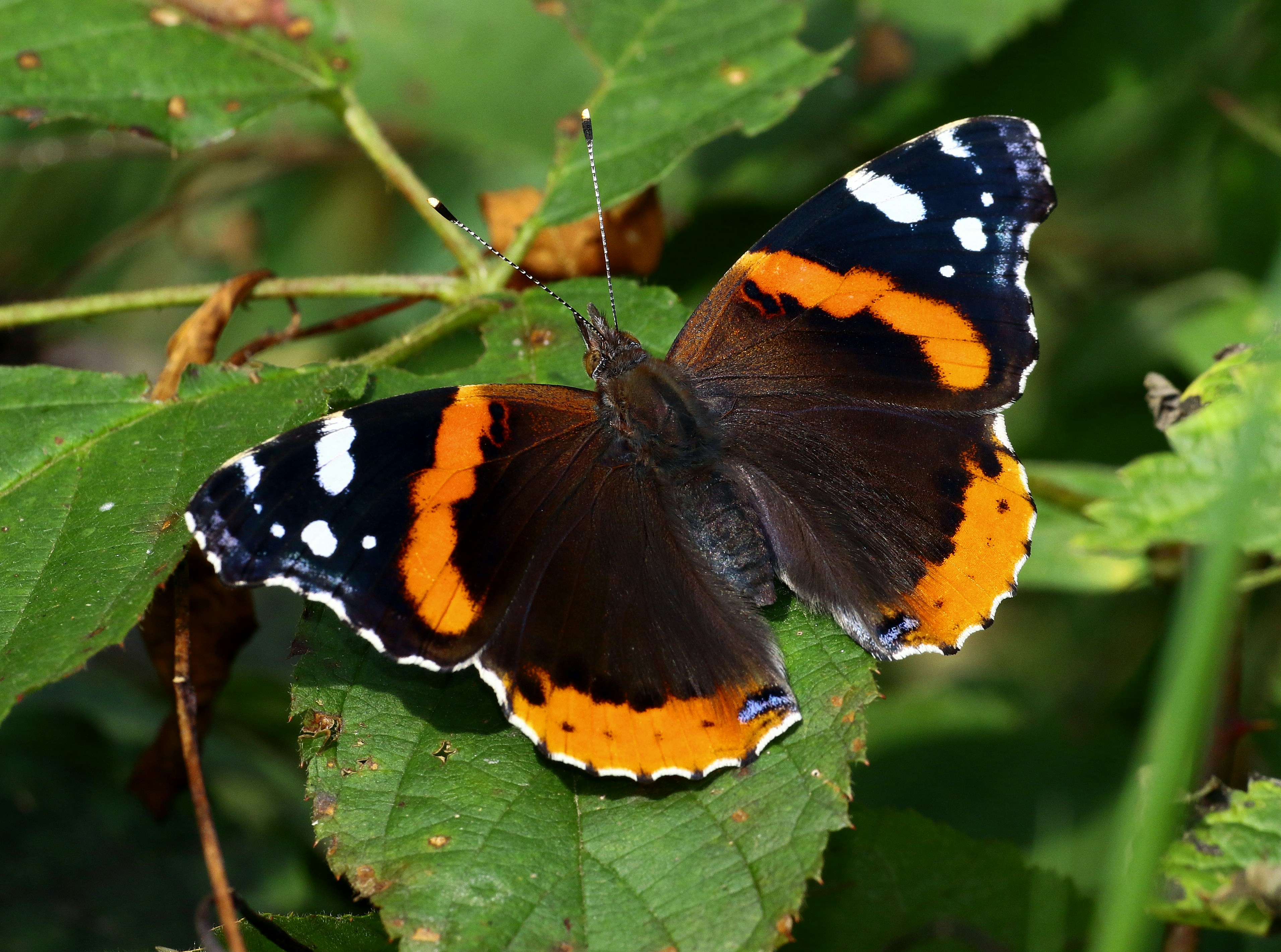 Photo by telliottmbamsc