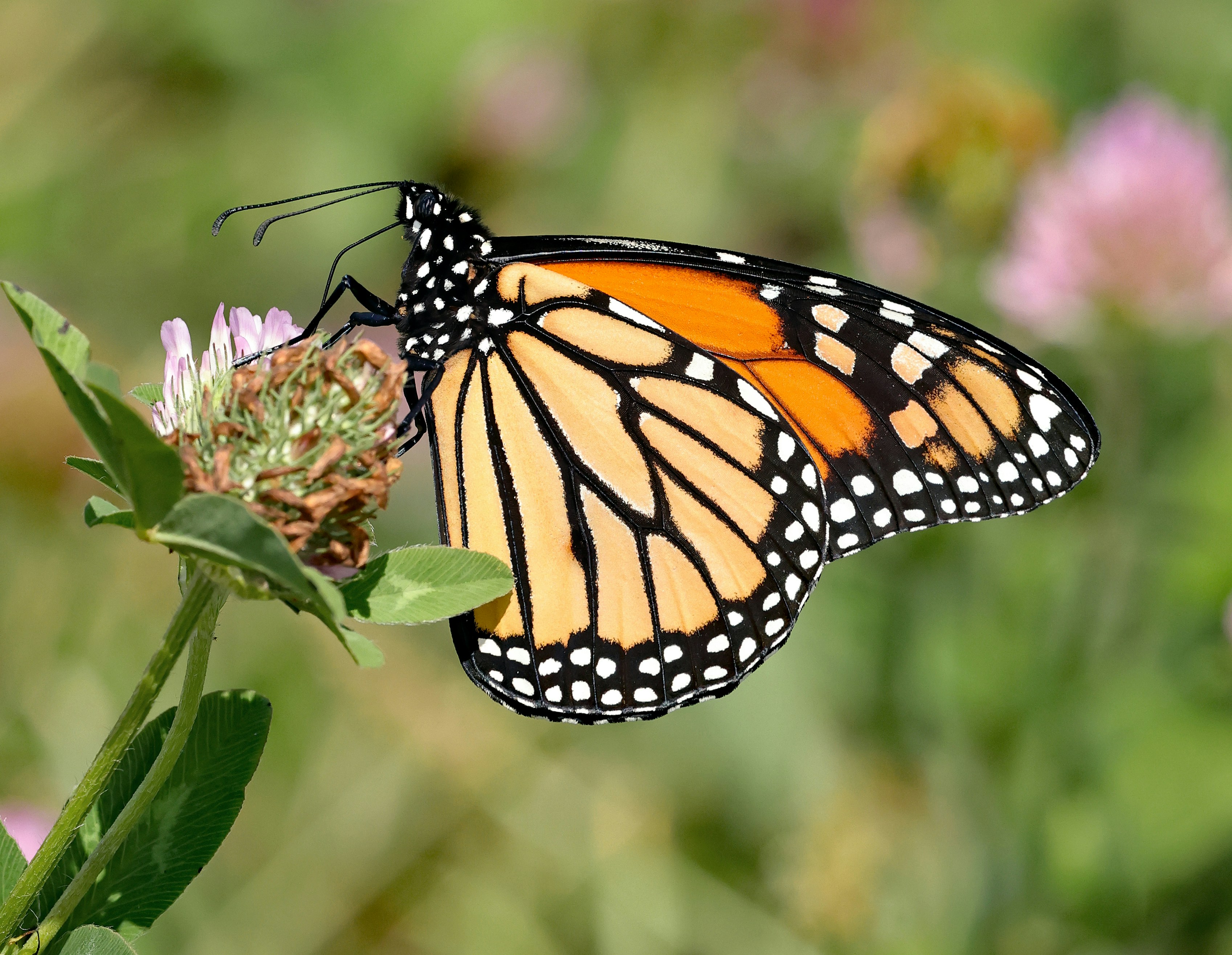 Photo by telliottmbamsc