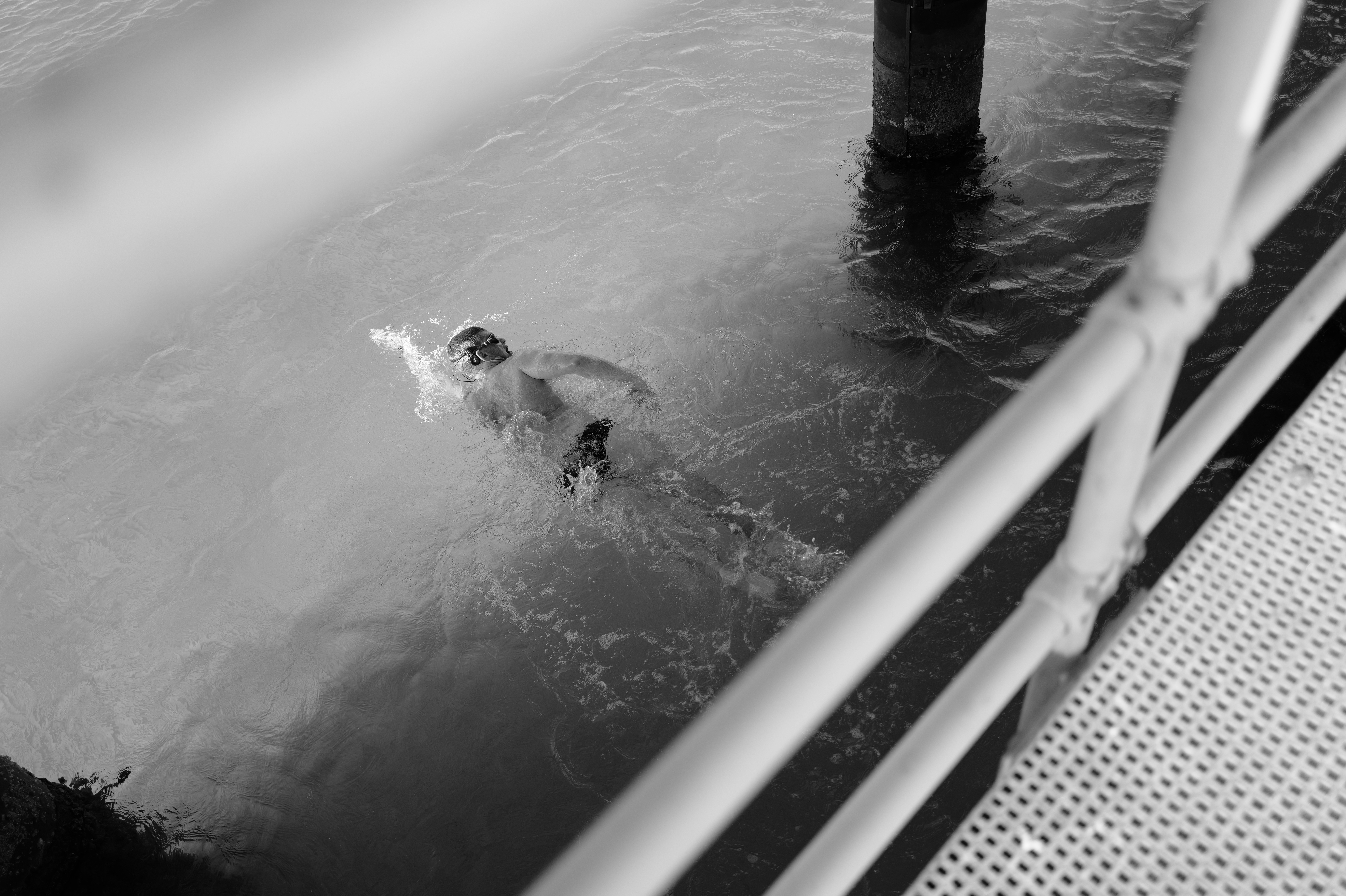 A dolphin swims near a pier with railing.