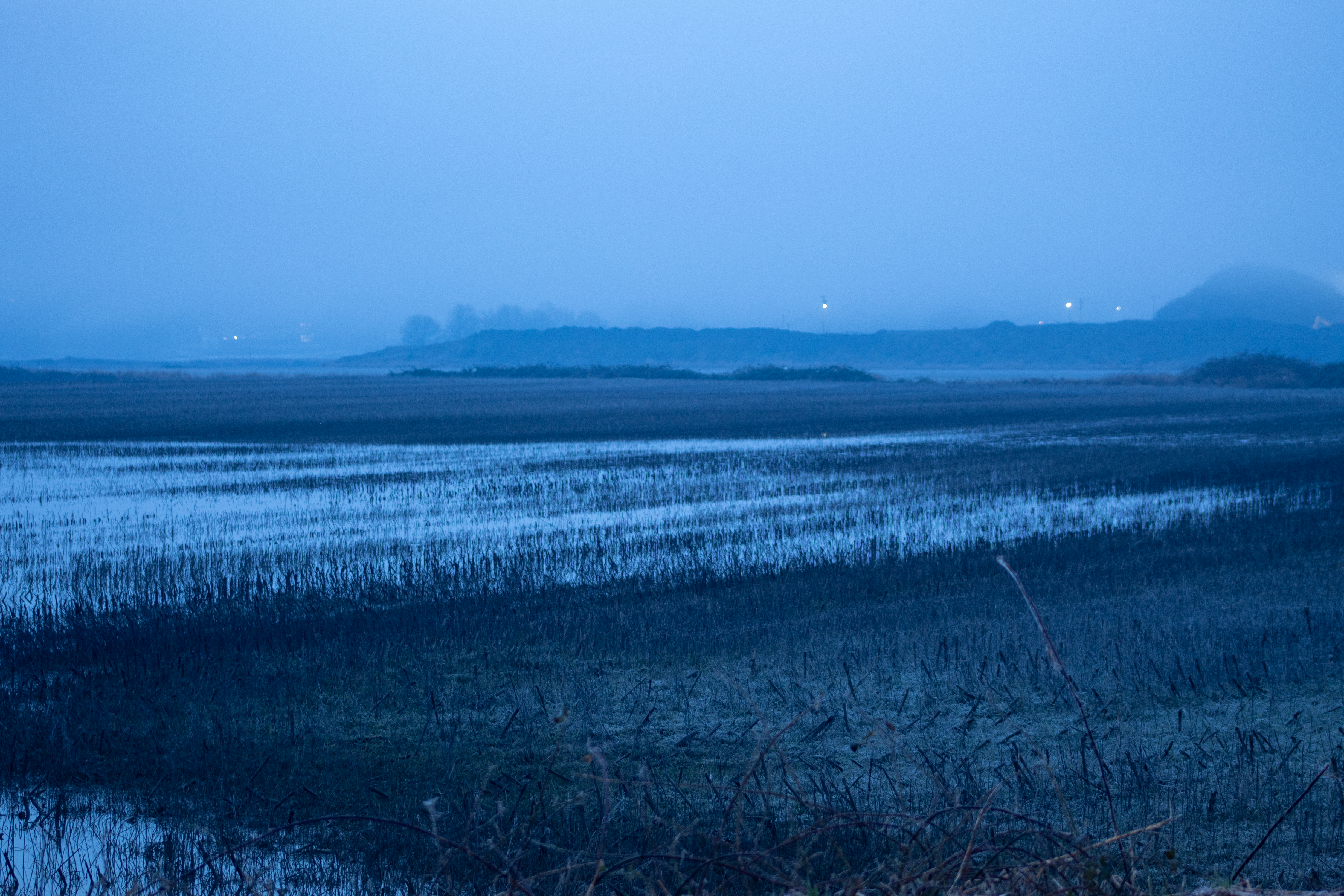 Paysage bleu brumeux avec eau et roseaux