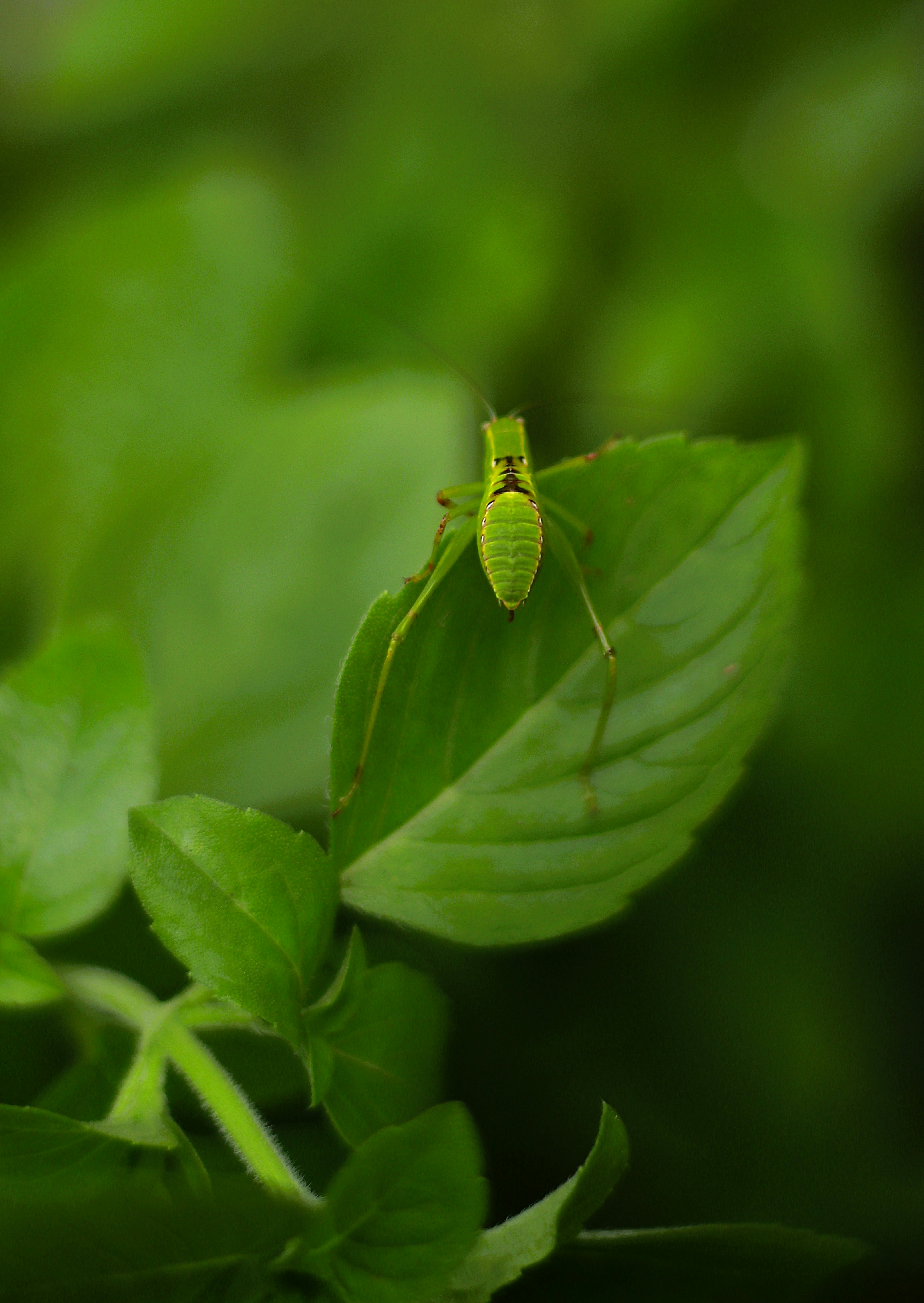 Um katydid verde brilhante repousa sobre uma folha verde vibrante.