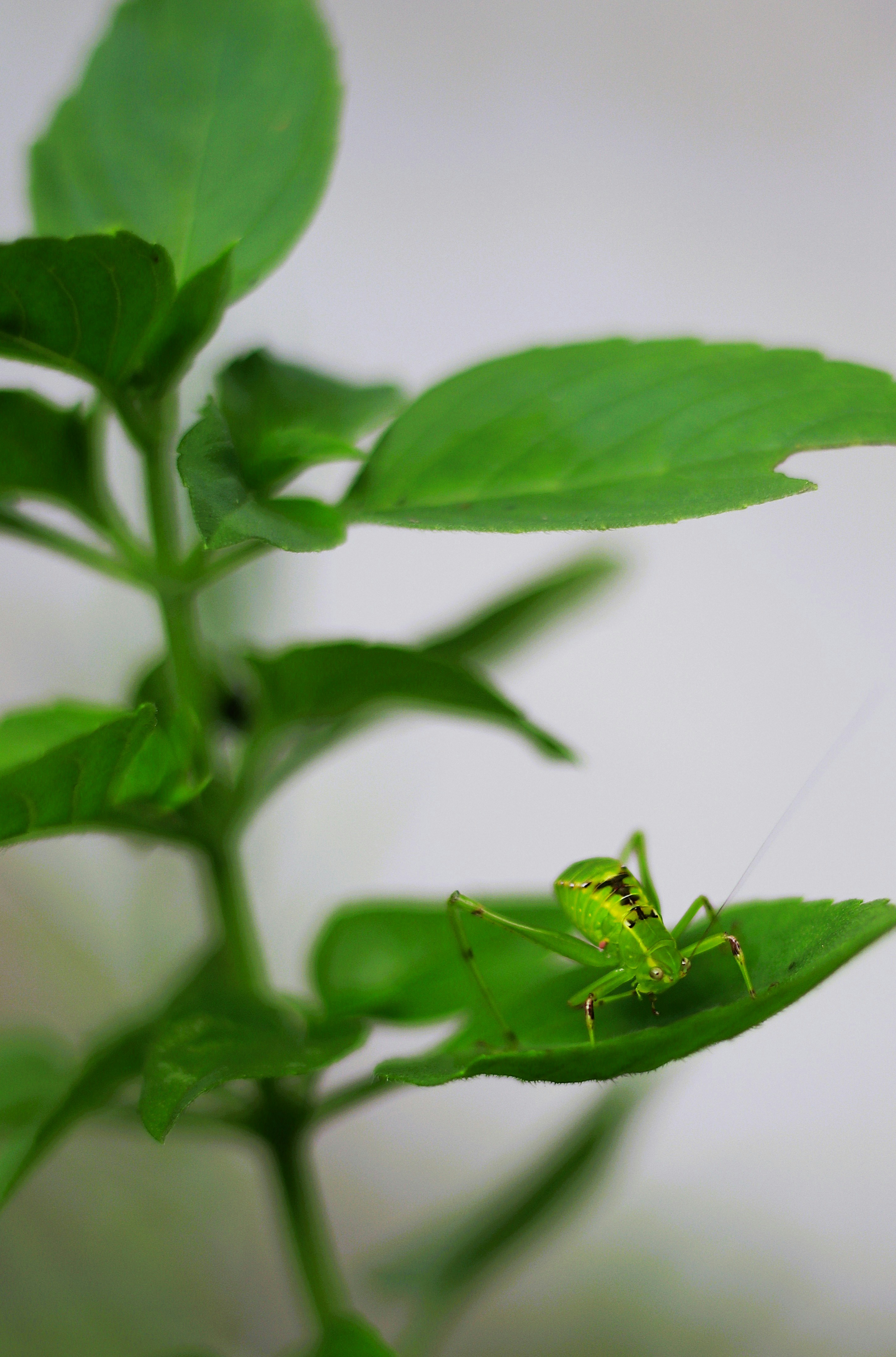 Um pequeno gafanhoto verde repousa sobre uma folha verde vibrante.