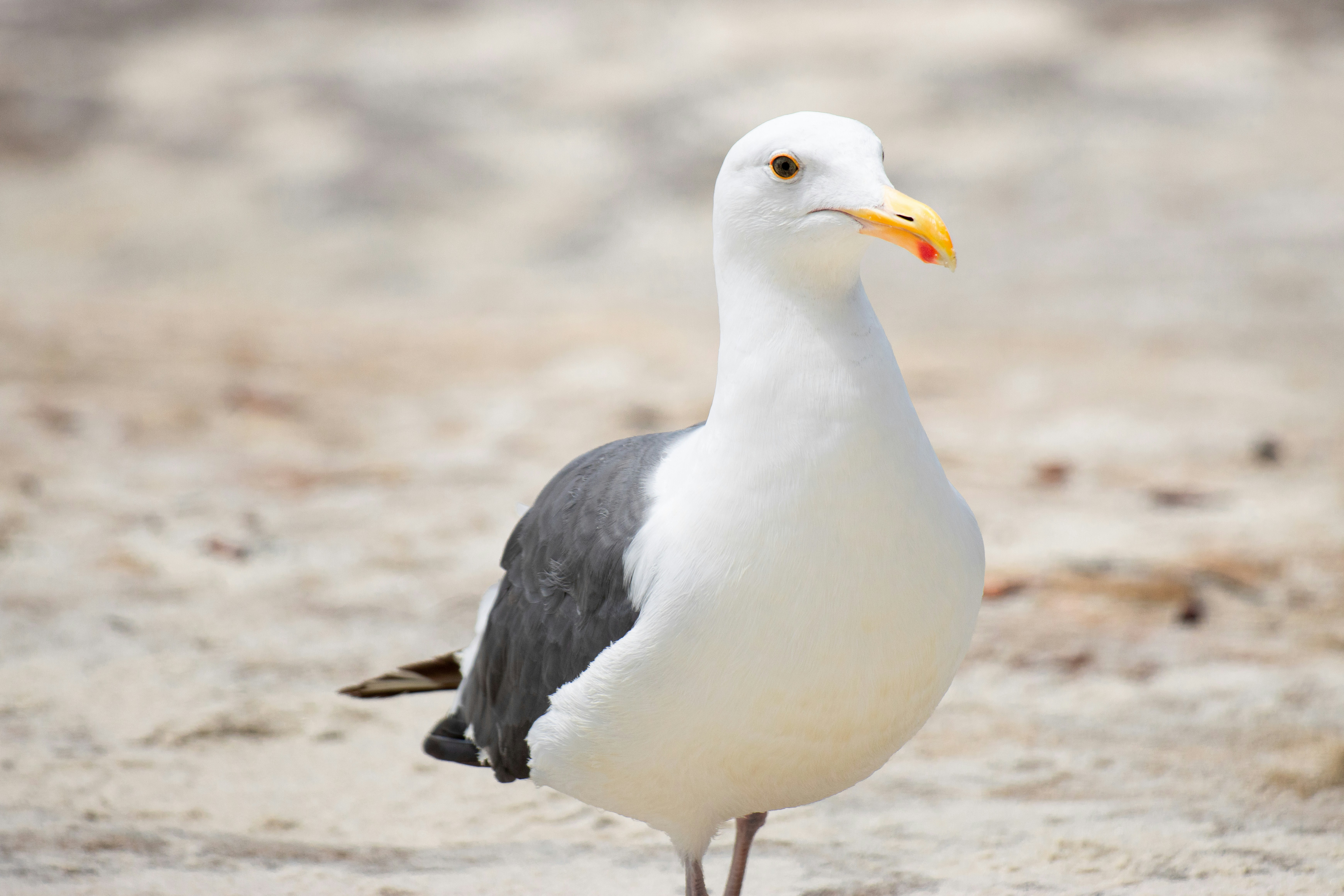 Photo by dariendesigns