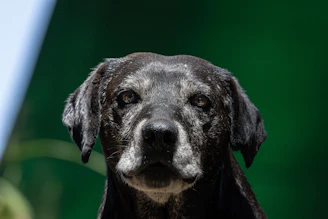 A close-up of an older black dog's face.