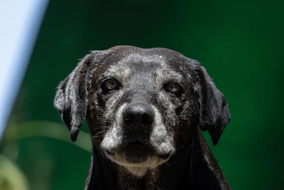 A close-up of an older black dog's face.