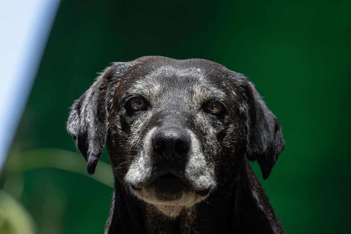 Primer plano de un perro senior de hocico canoso