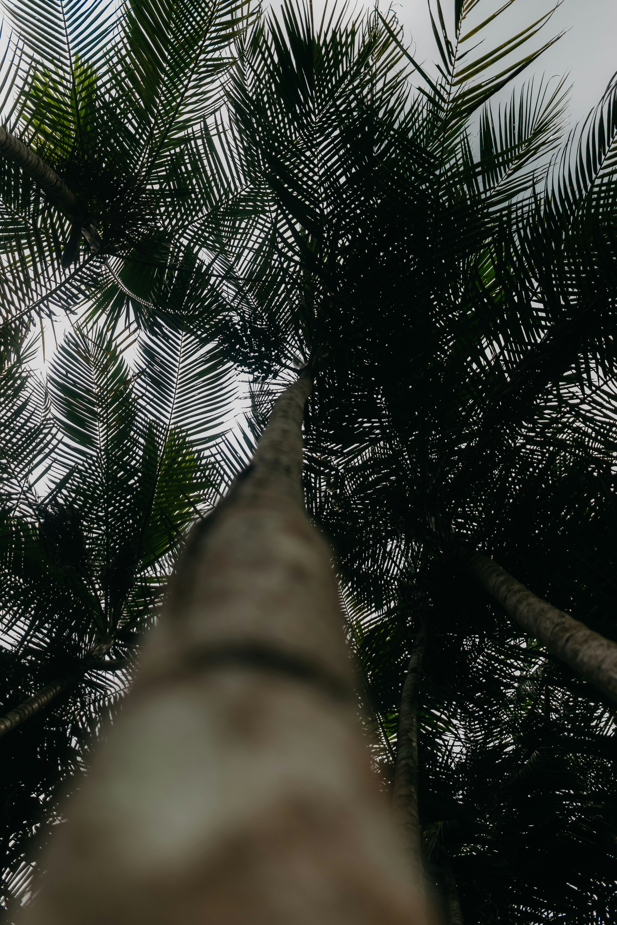 高いヤシの木の間から空を見上げている