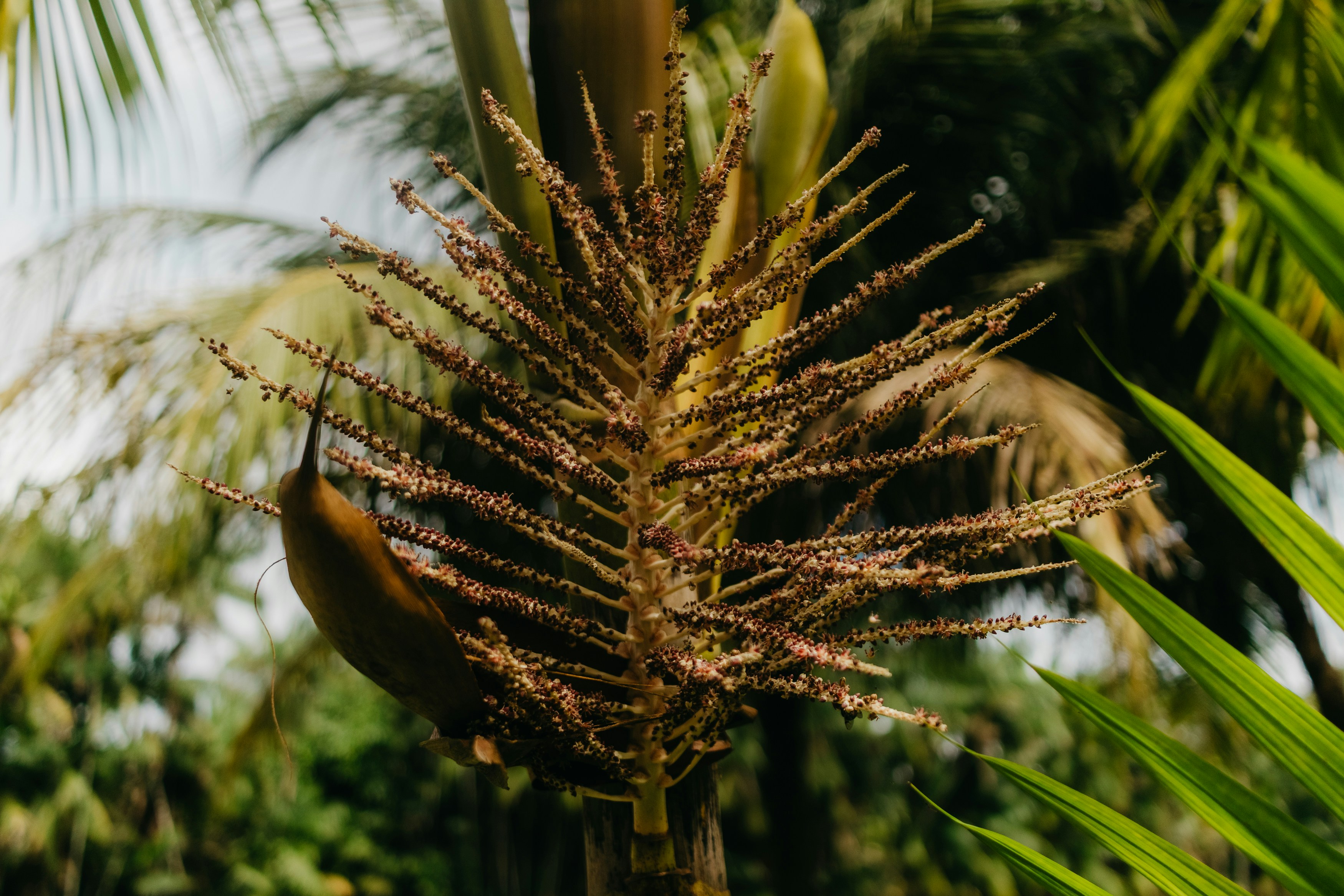 緑の葉を持つヤシの花のクローズアップ。