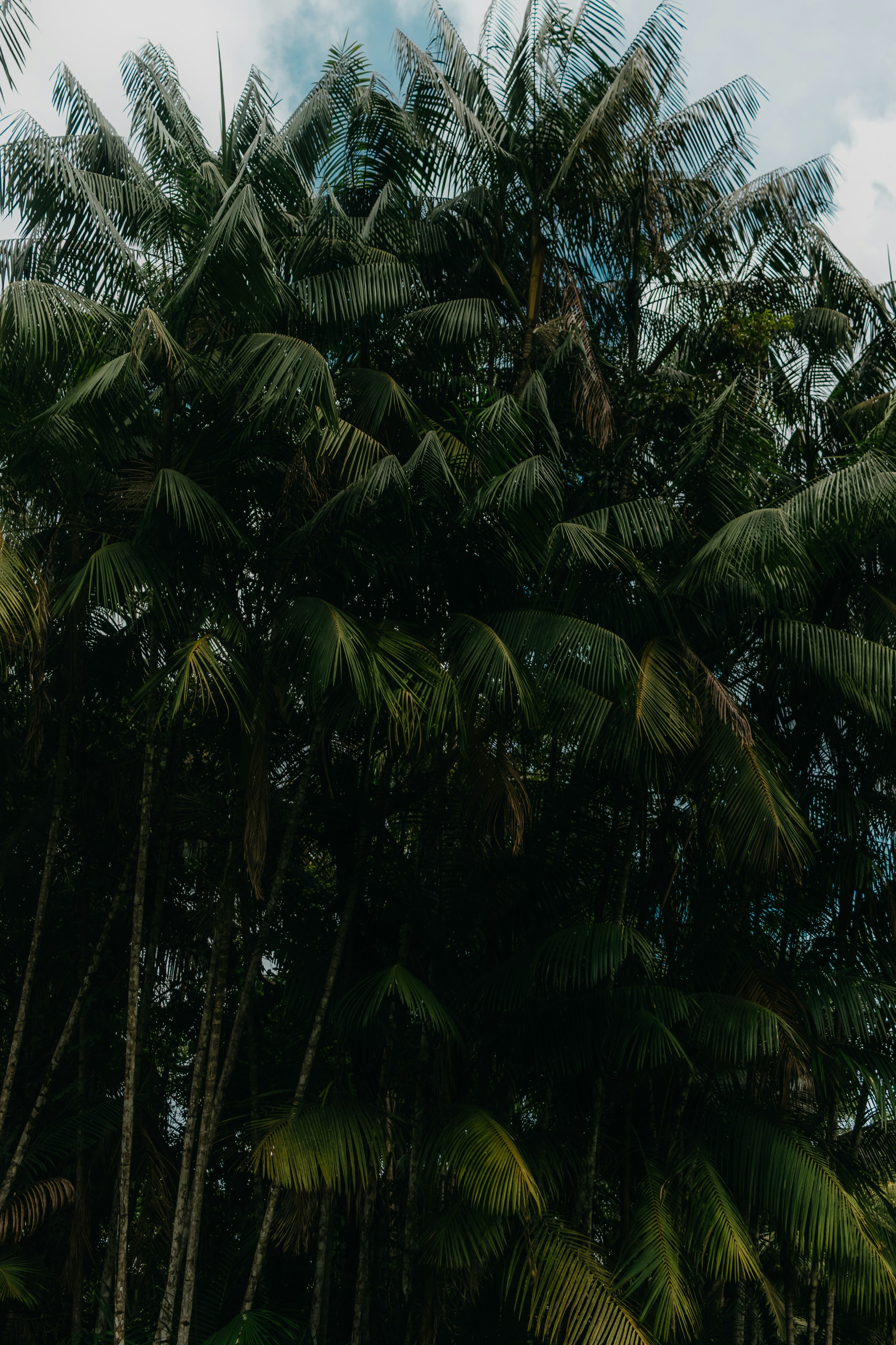 空を背景に、緑豊かな葉が広がる密集したヤシの木。