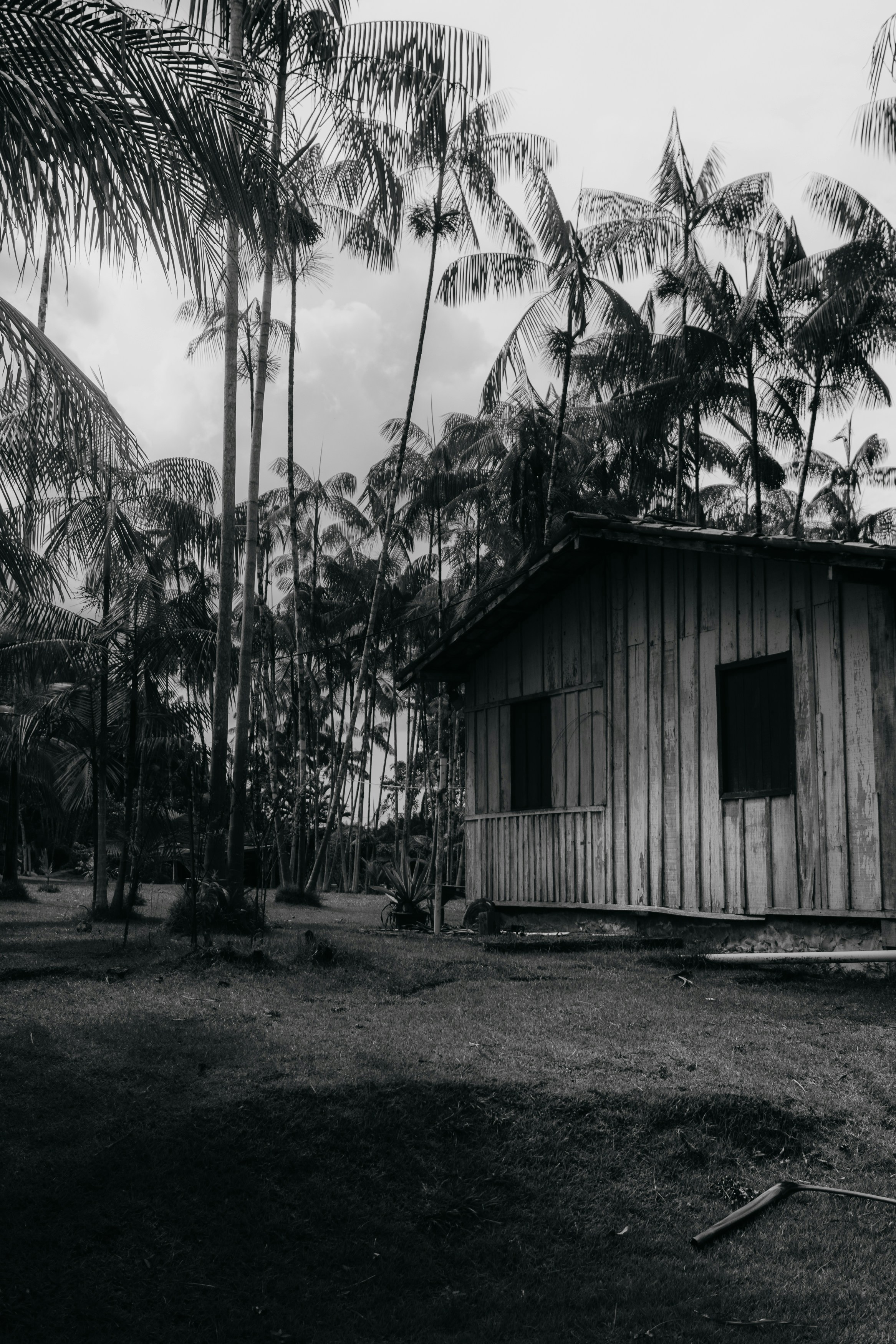 豊かなヤシの木に囲まれた木造の小屋