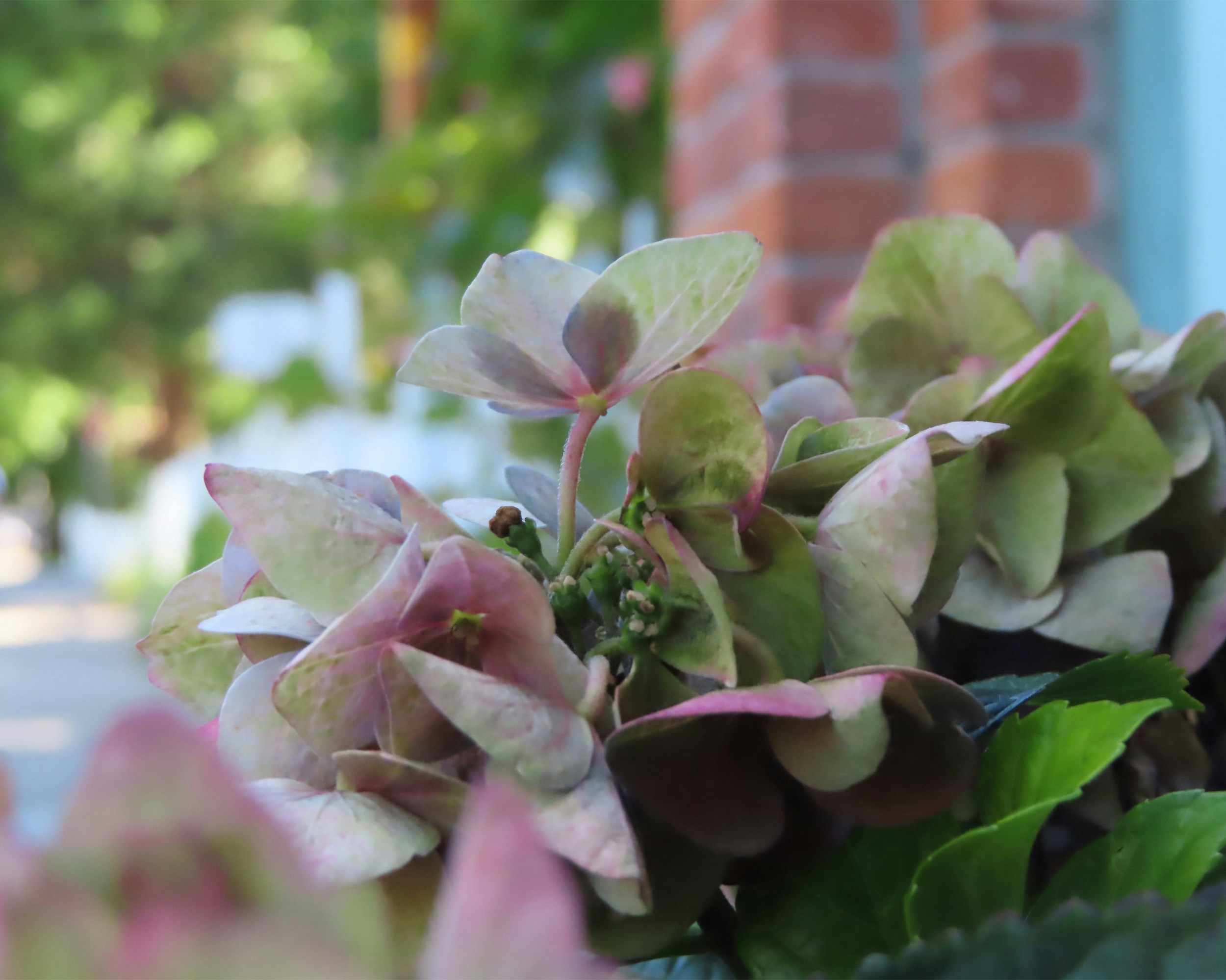 Un primer plano de flores de hortensia rosa y verde apagadas.