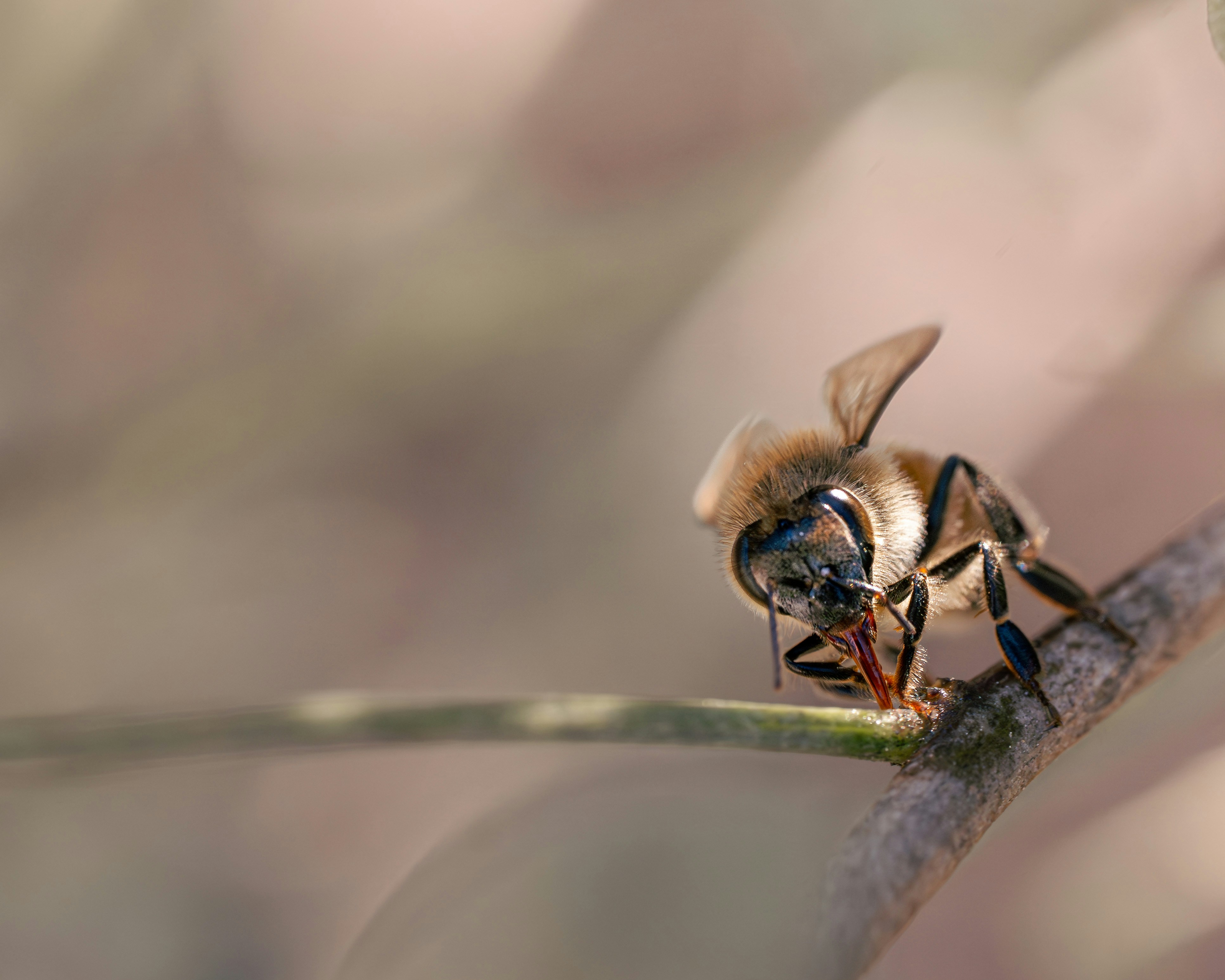 Photo by dkoplyk