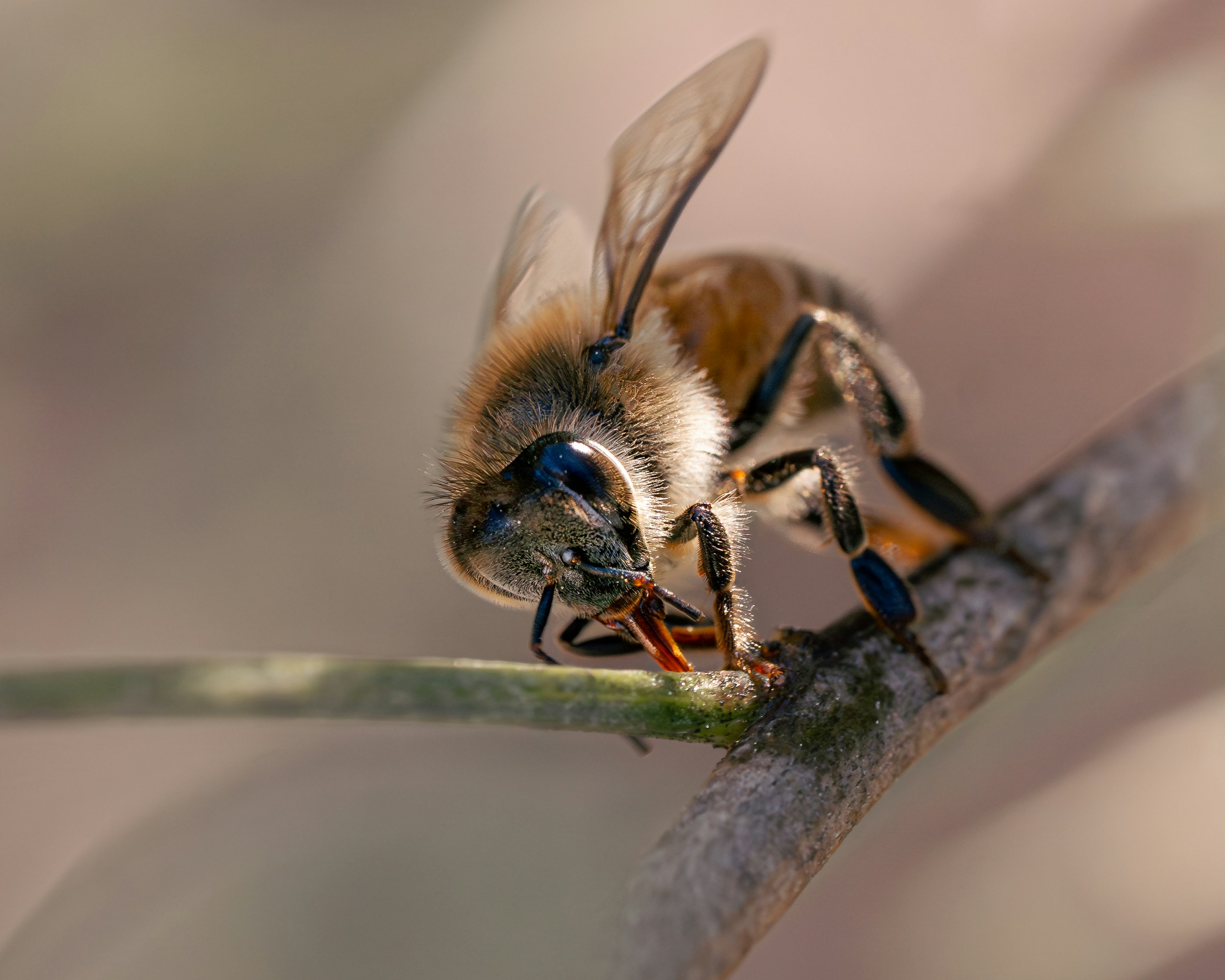 Photo by dkoplyk