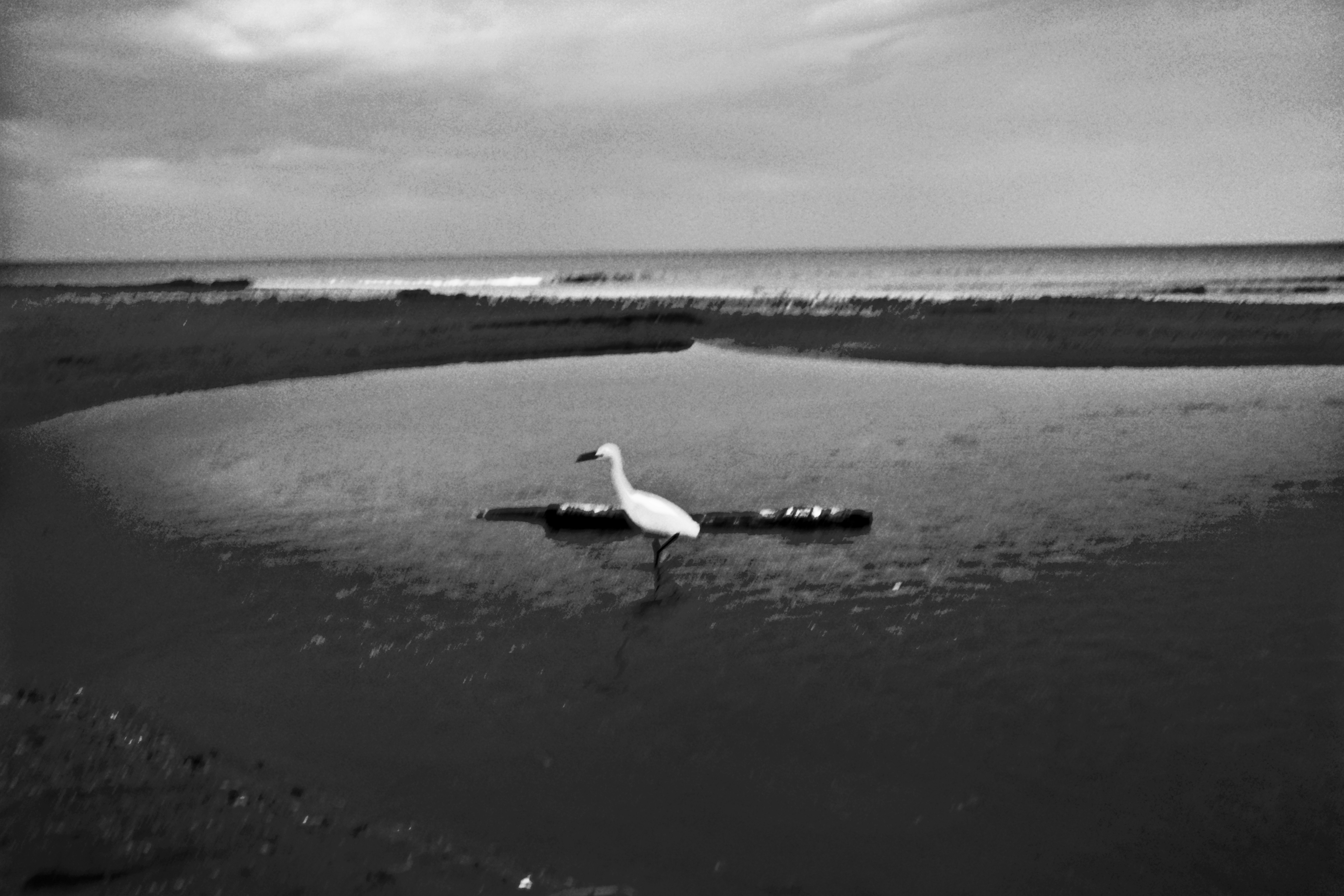 A white egret stands in shallow water near the ocean.