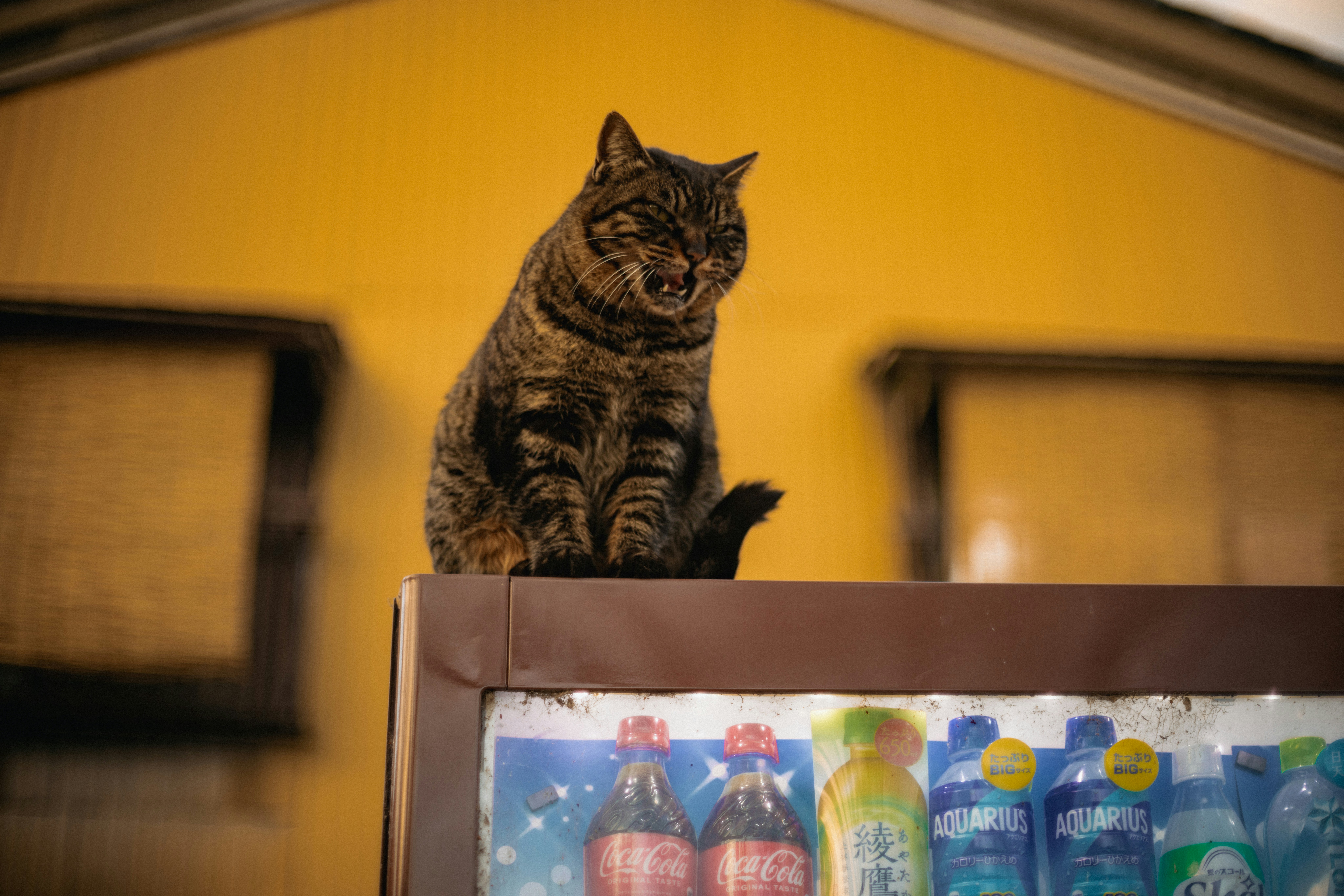 A tabby cat sits on top of a vending machine.