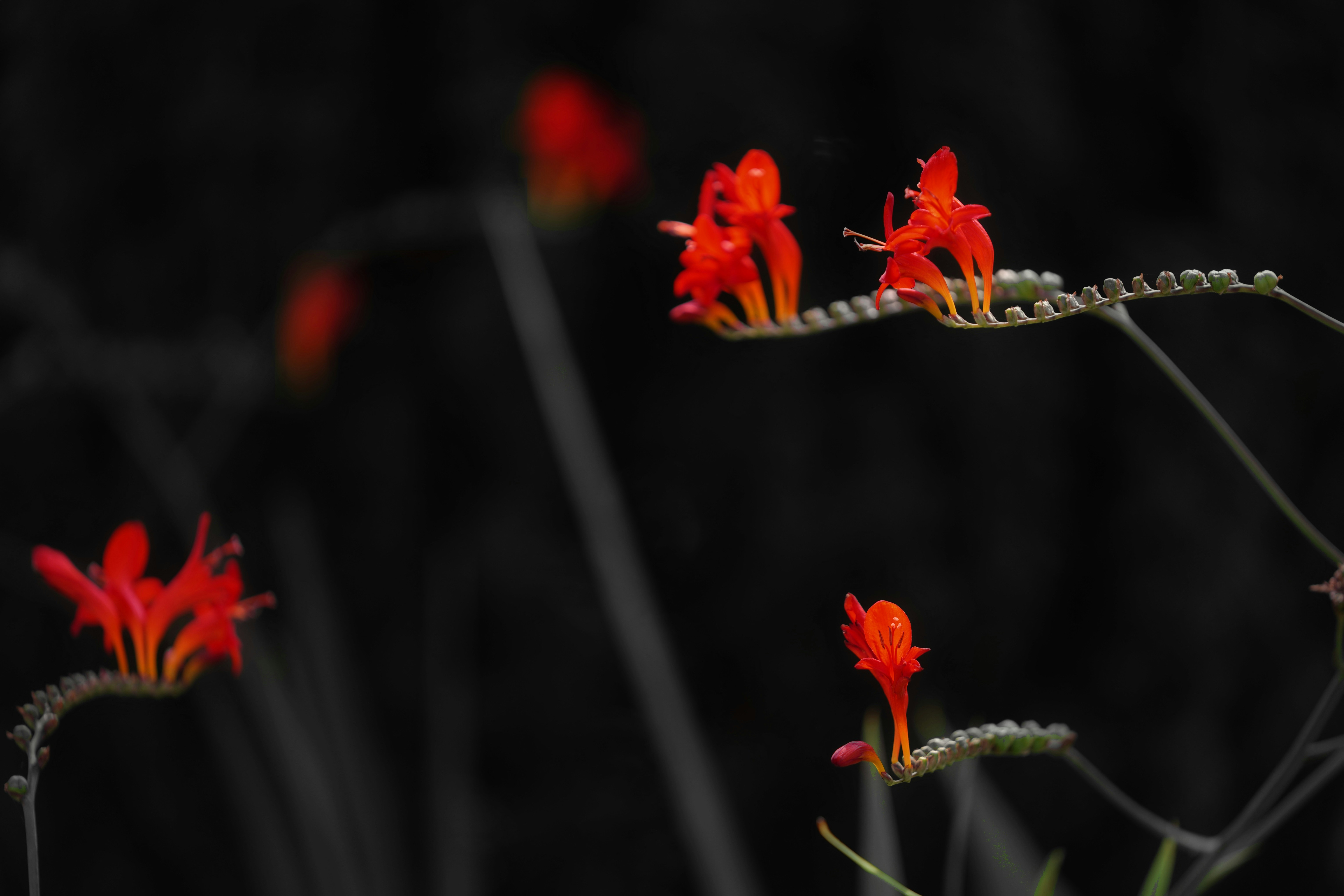 Bright red flowers on dark background