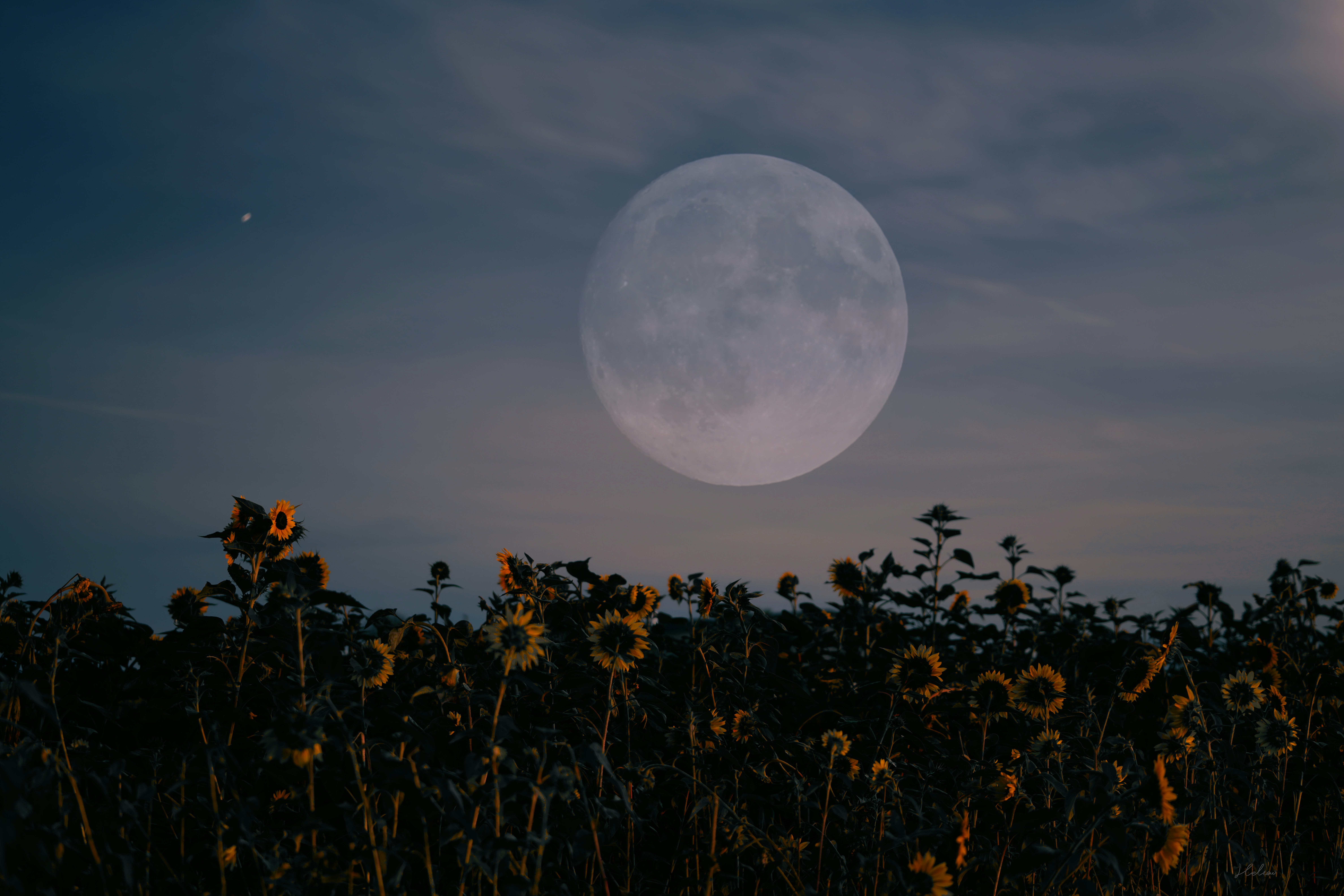 Summer Moon Coffee