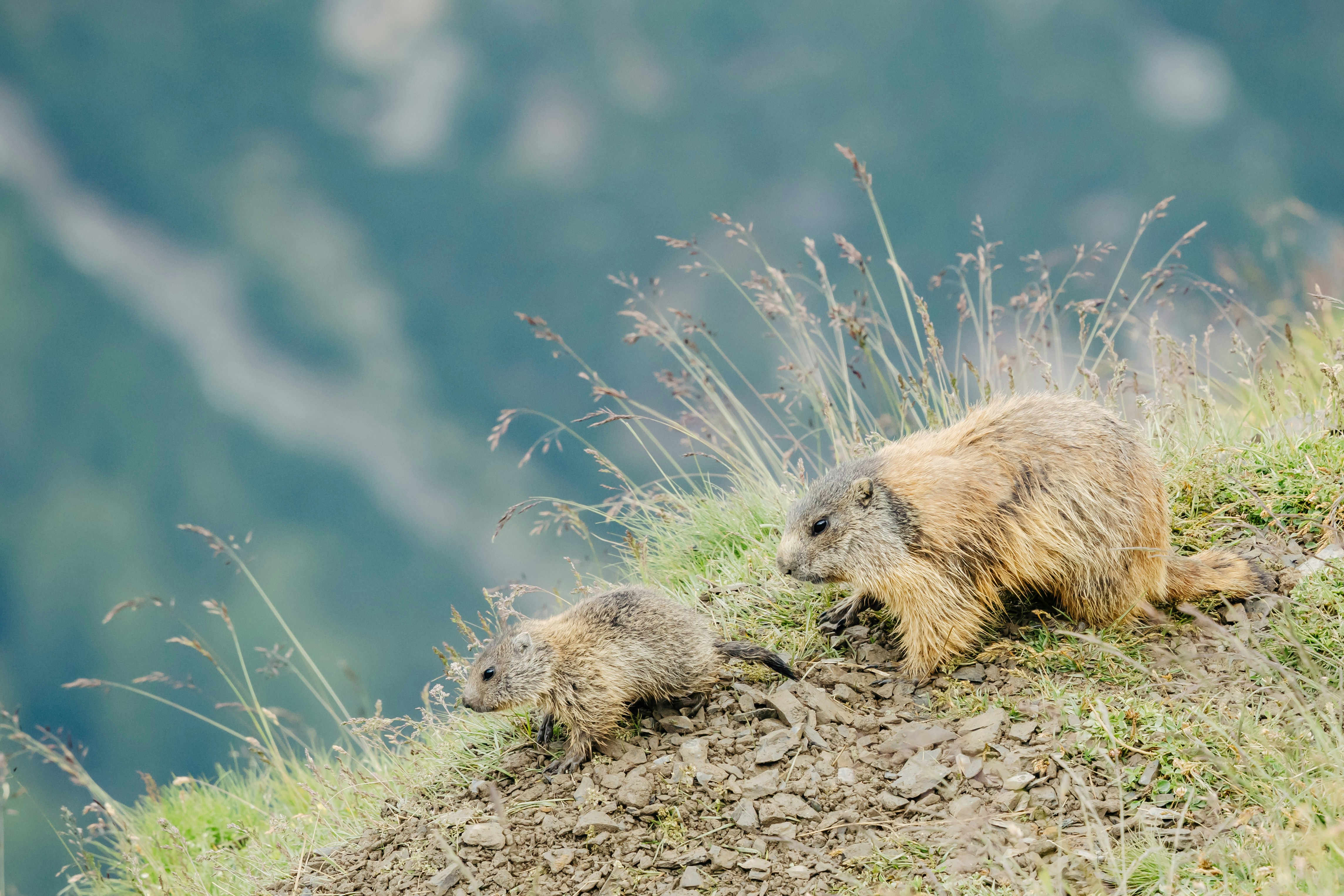 Photo by janis_photography