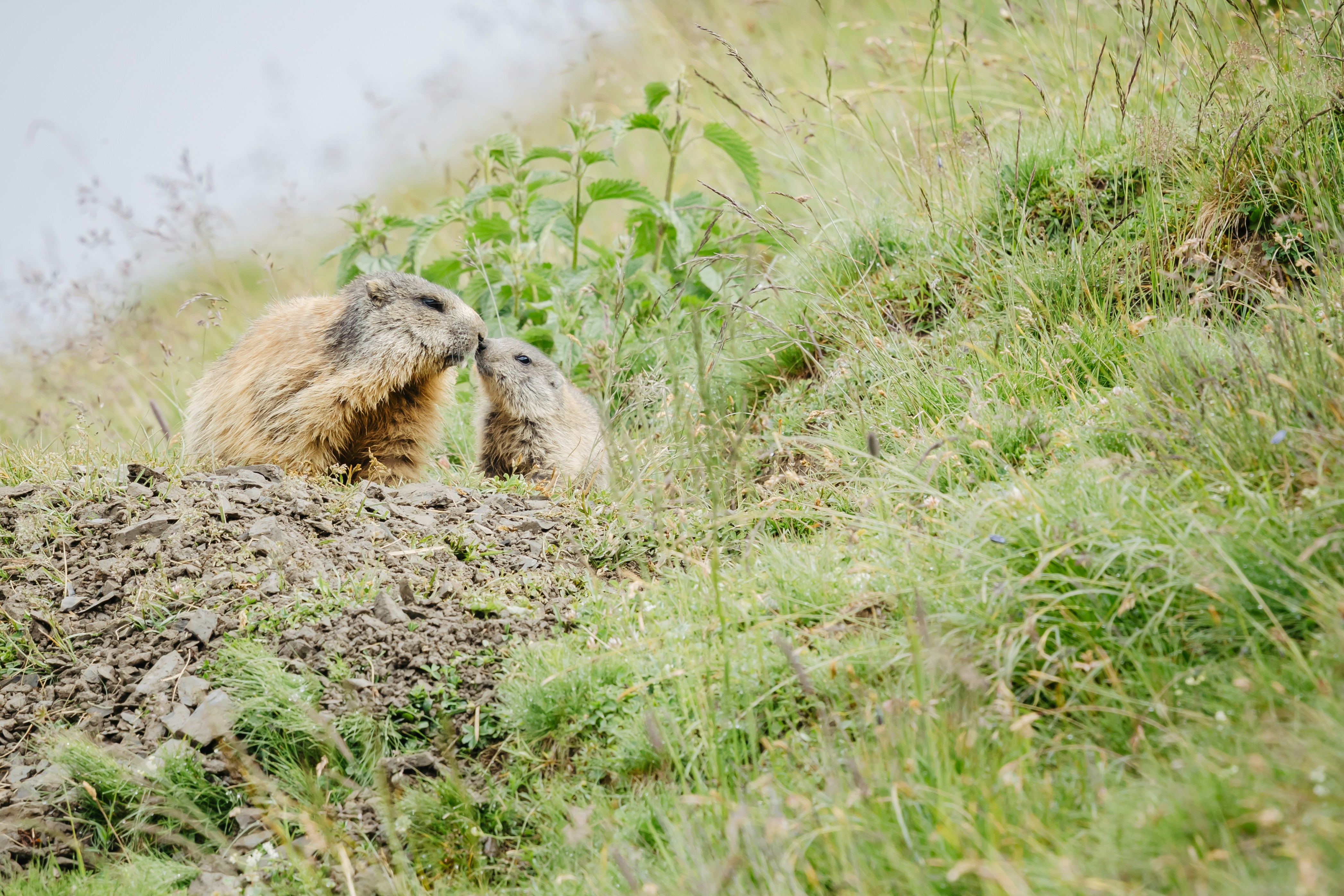 Photo by janis_photography