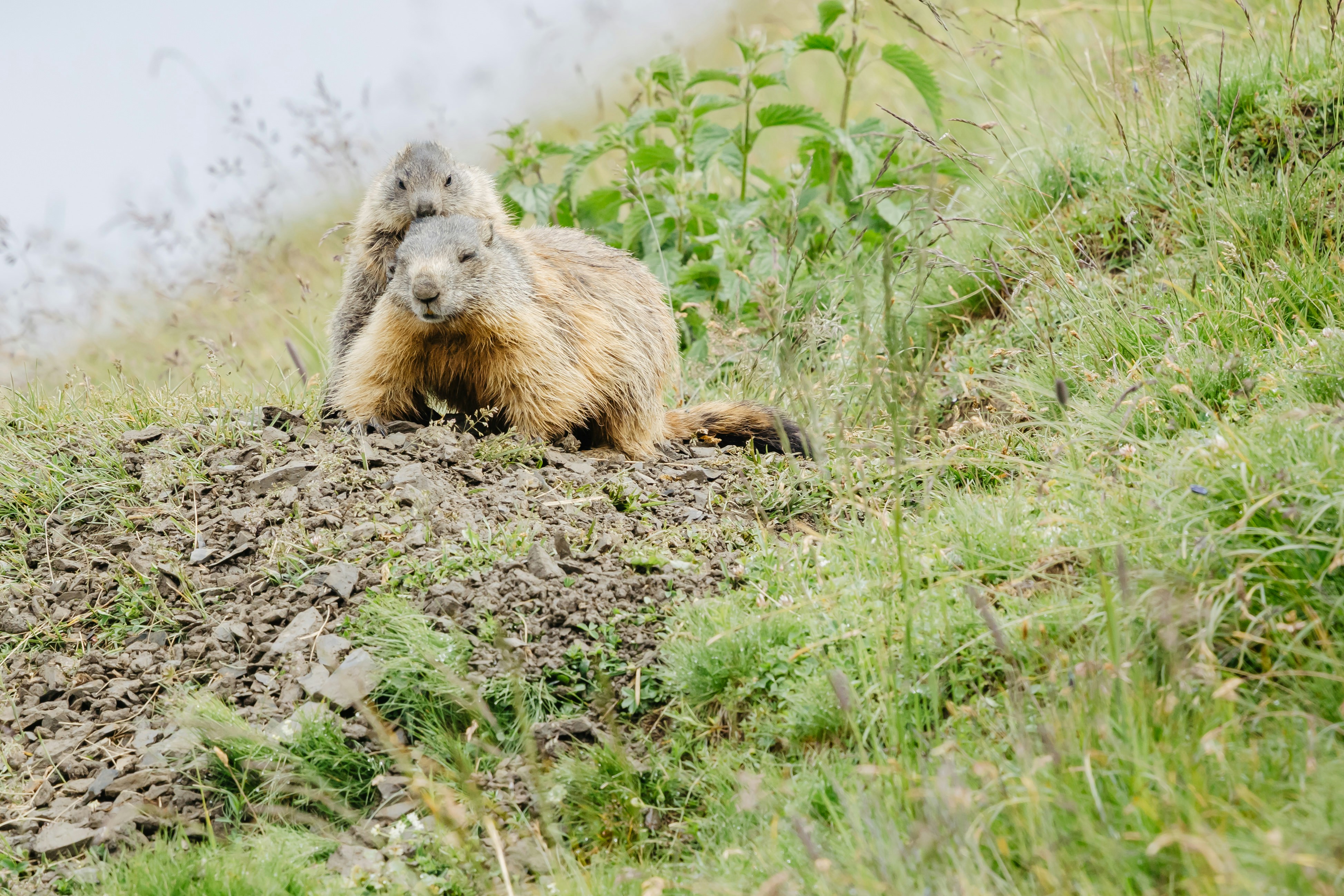 Photo by janis_photography