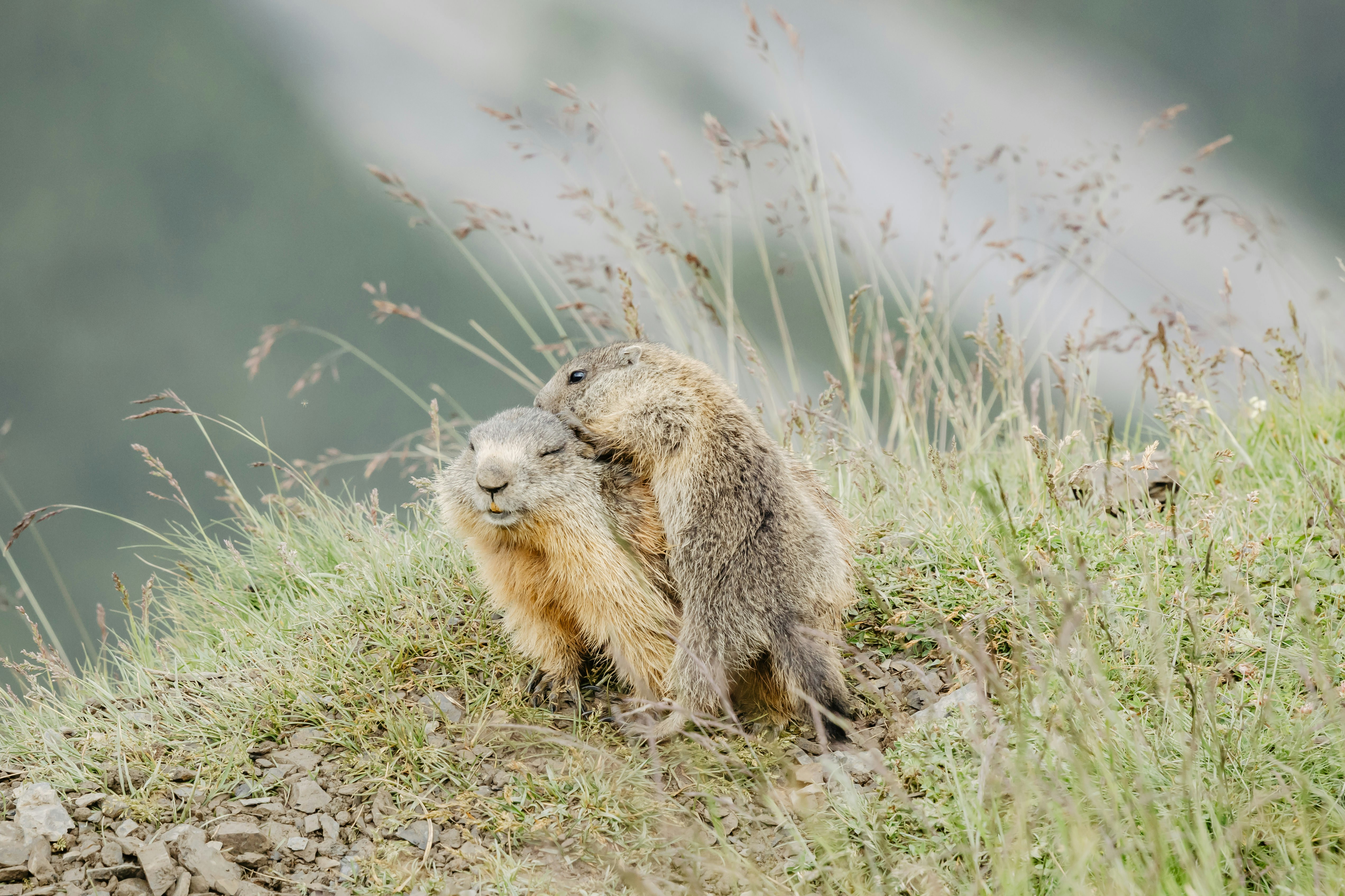 Photo by janis_photography