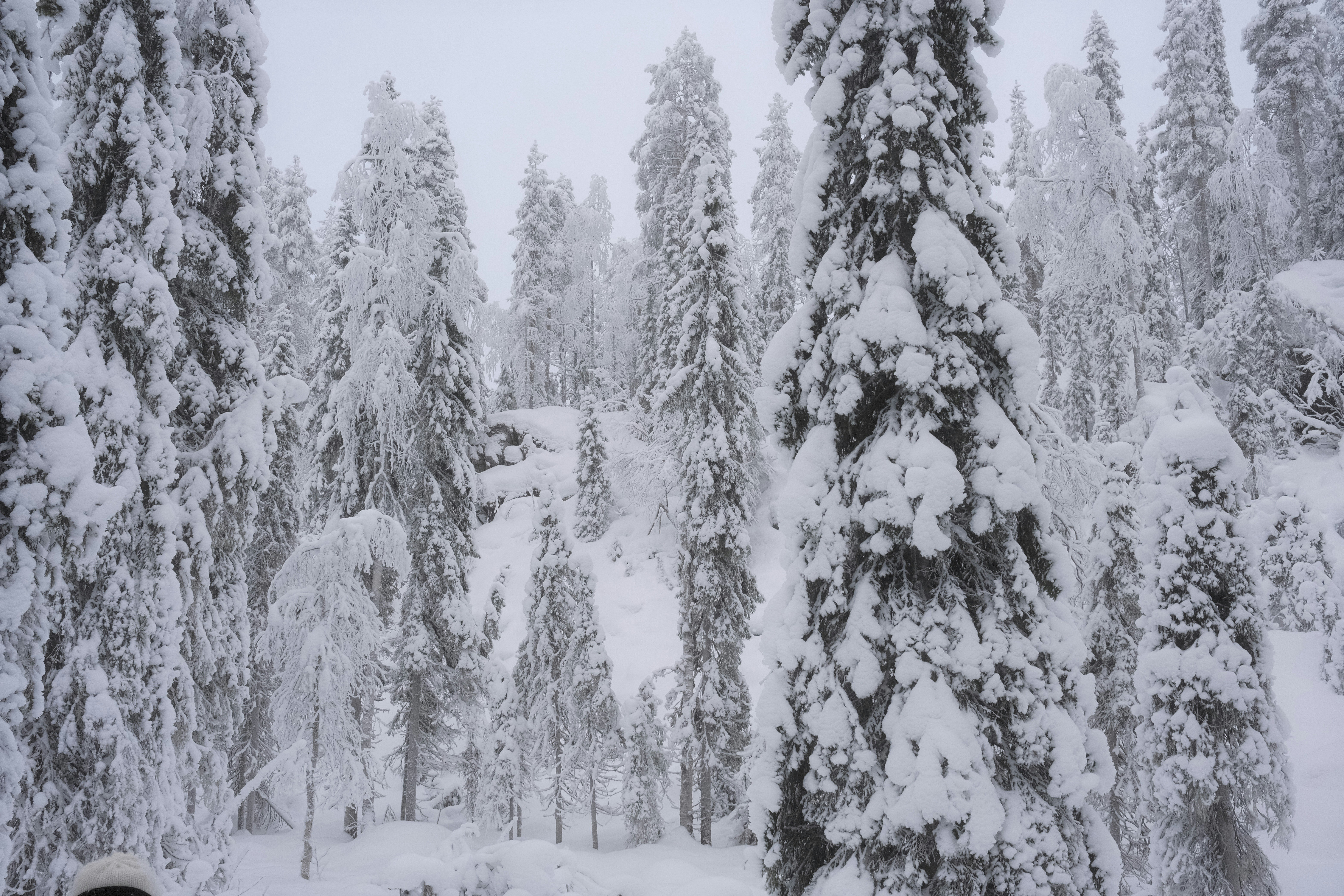Snow-covered evergreen trees in a winter forest