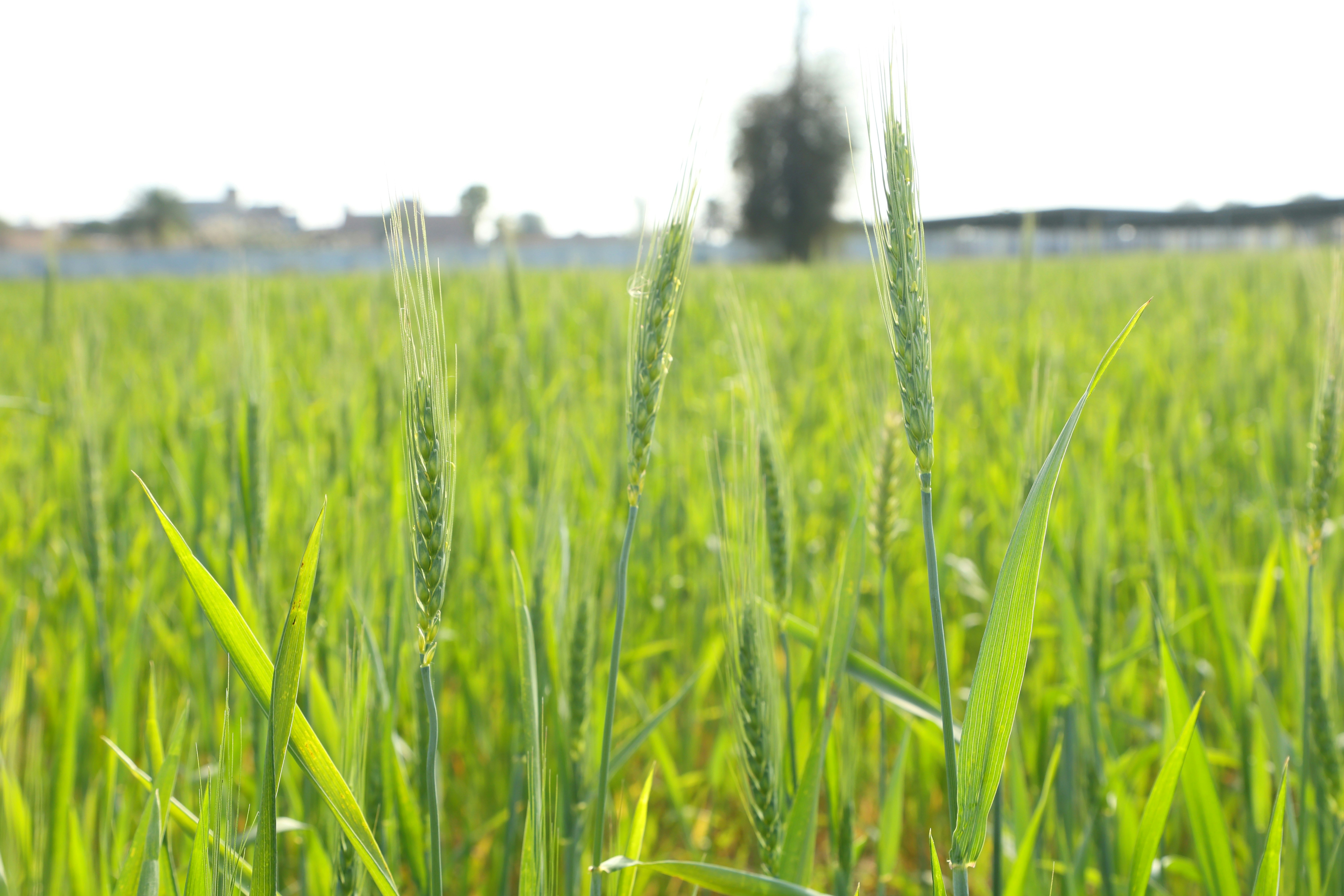 A close-up of a green wheat field under sunlight
