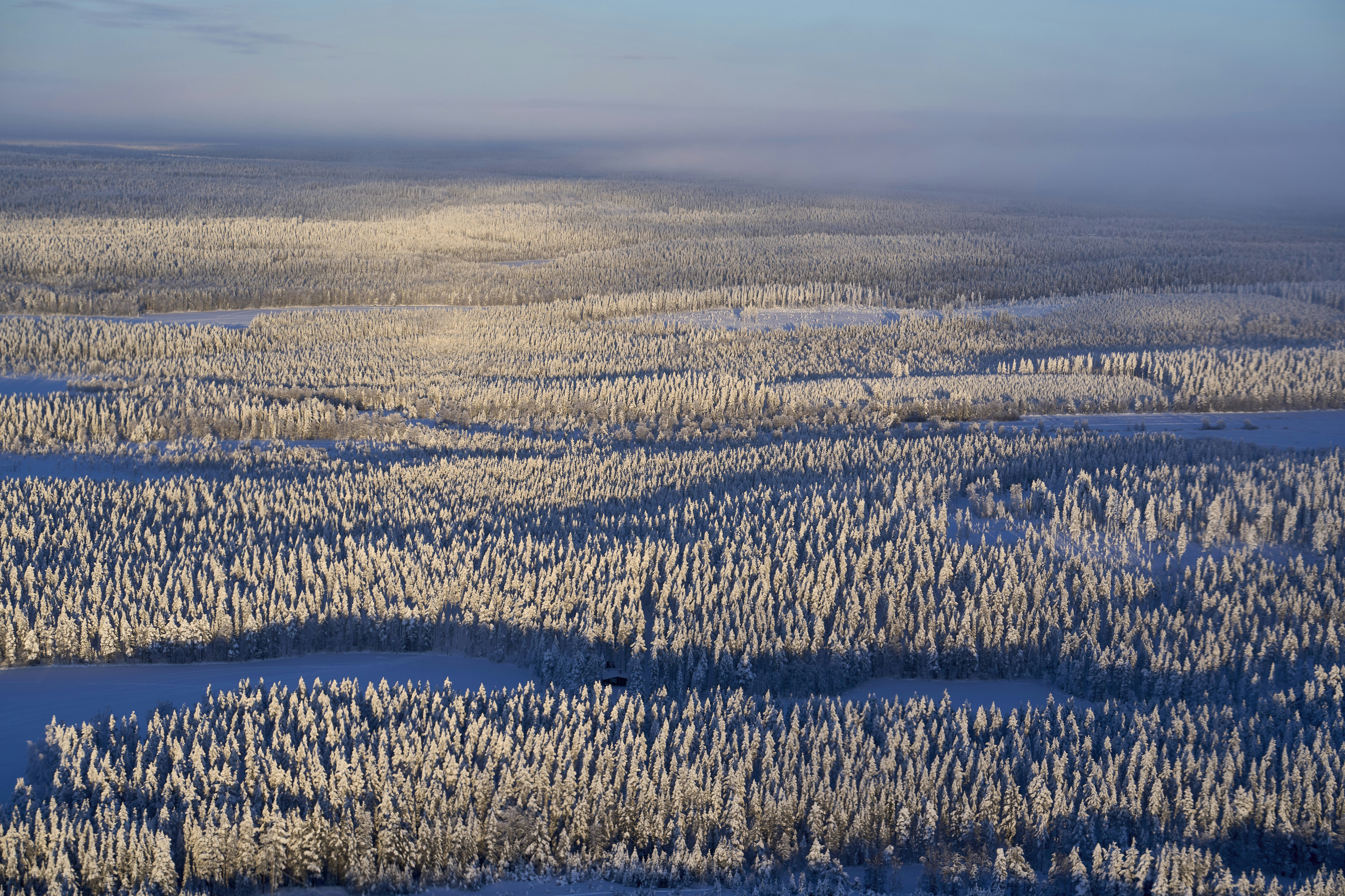 Snow-covered forest landscape under a hazy sky