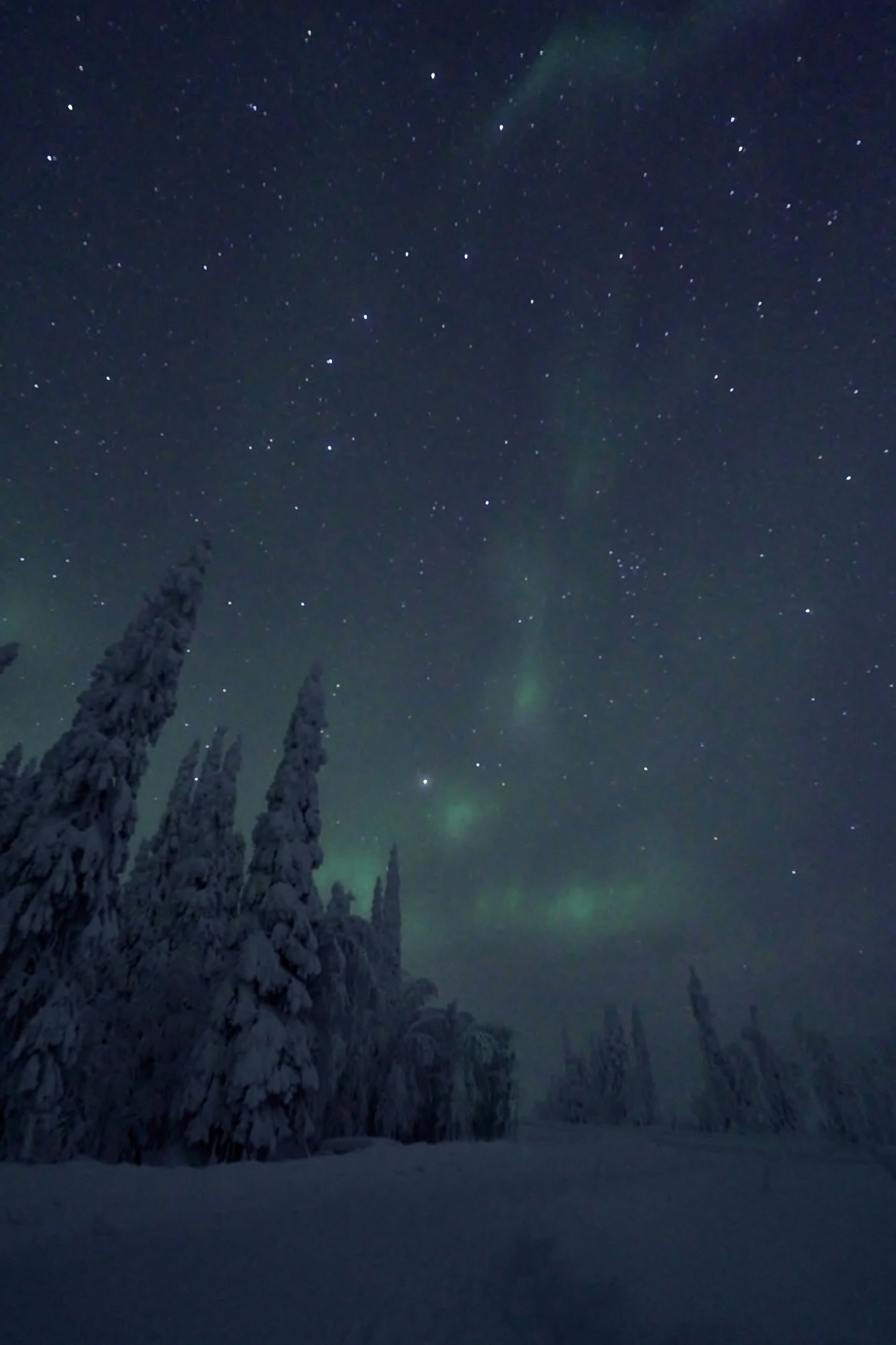 Aurora borealis over snow-covered trees at night