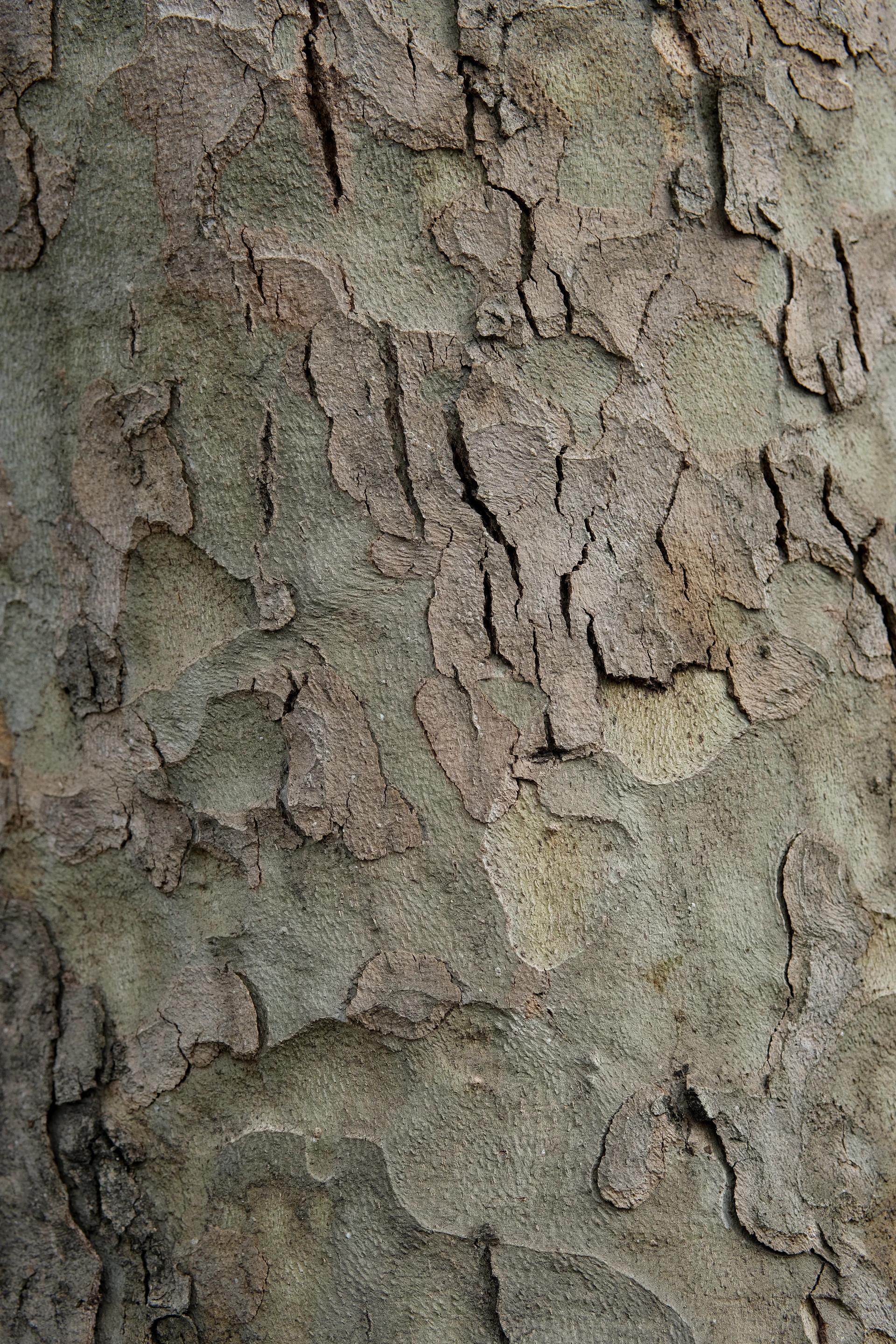 Close-up of textured tree bark with green and brown patches