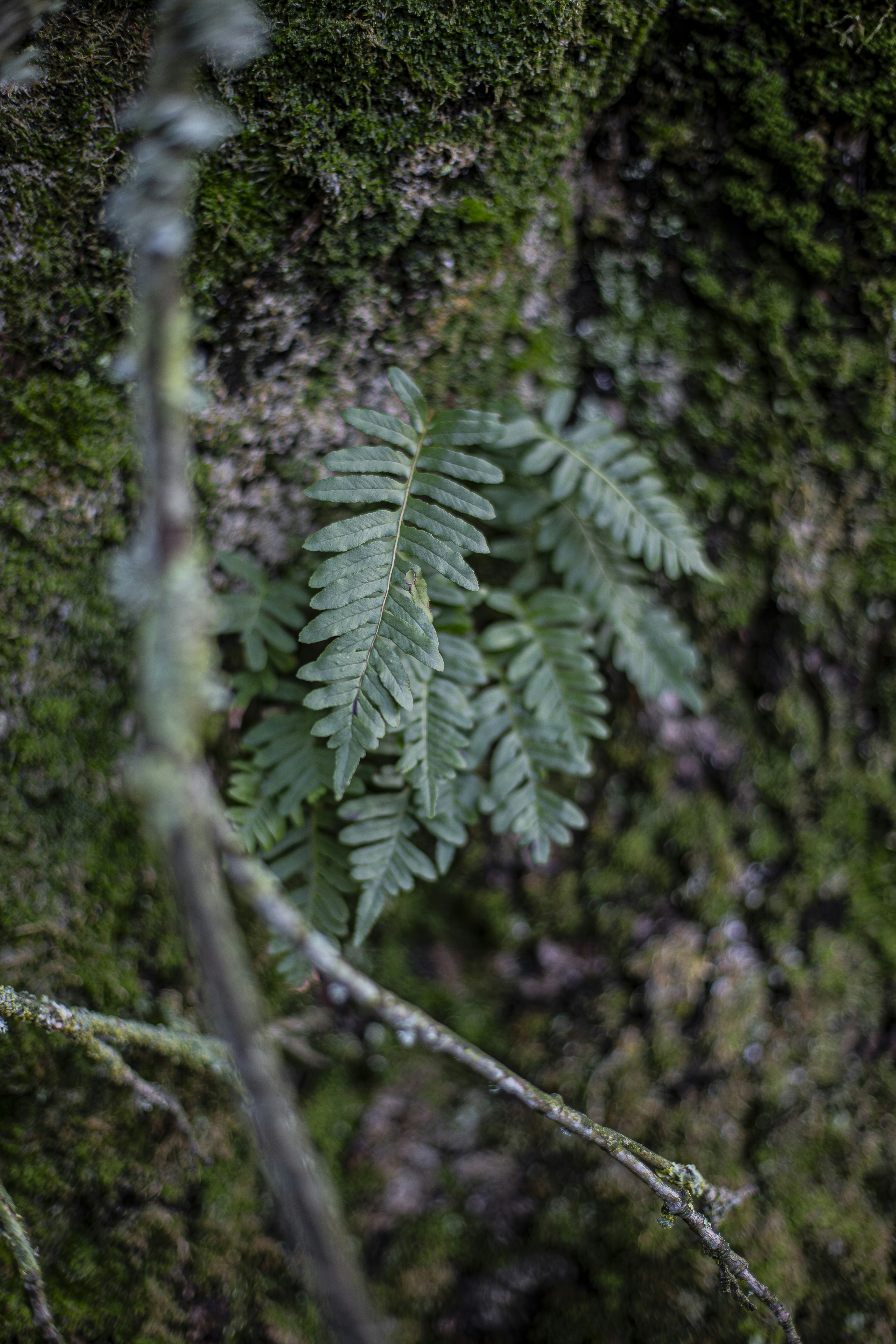 Ein grüner Farn wächst an einem moosbedeckten Baum.