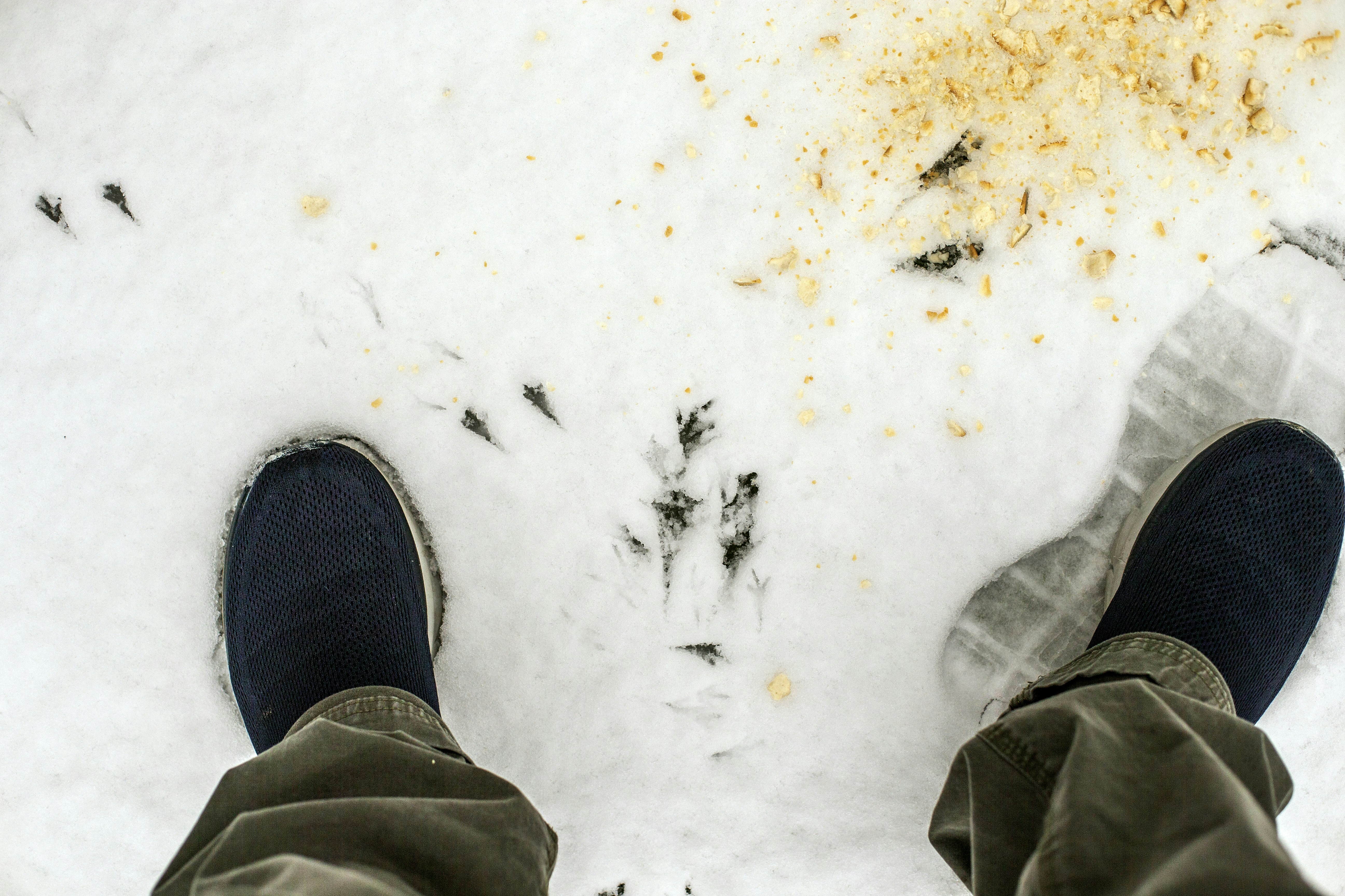 Tierspuren im Schnee in der Nähe von Menschenfüßen