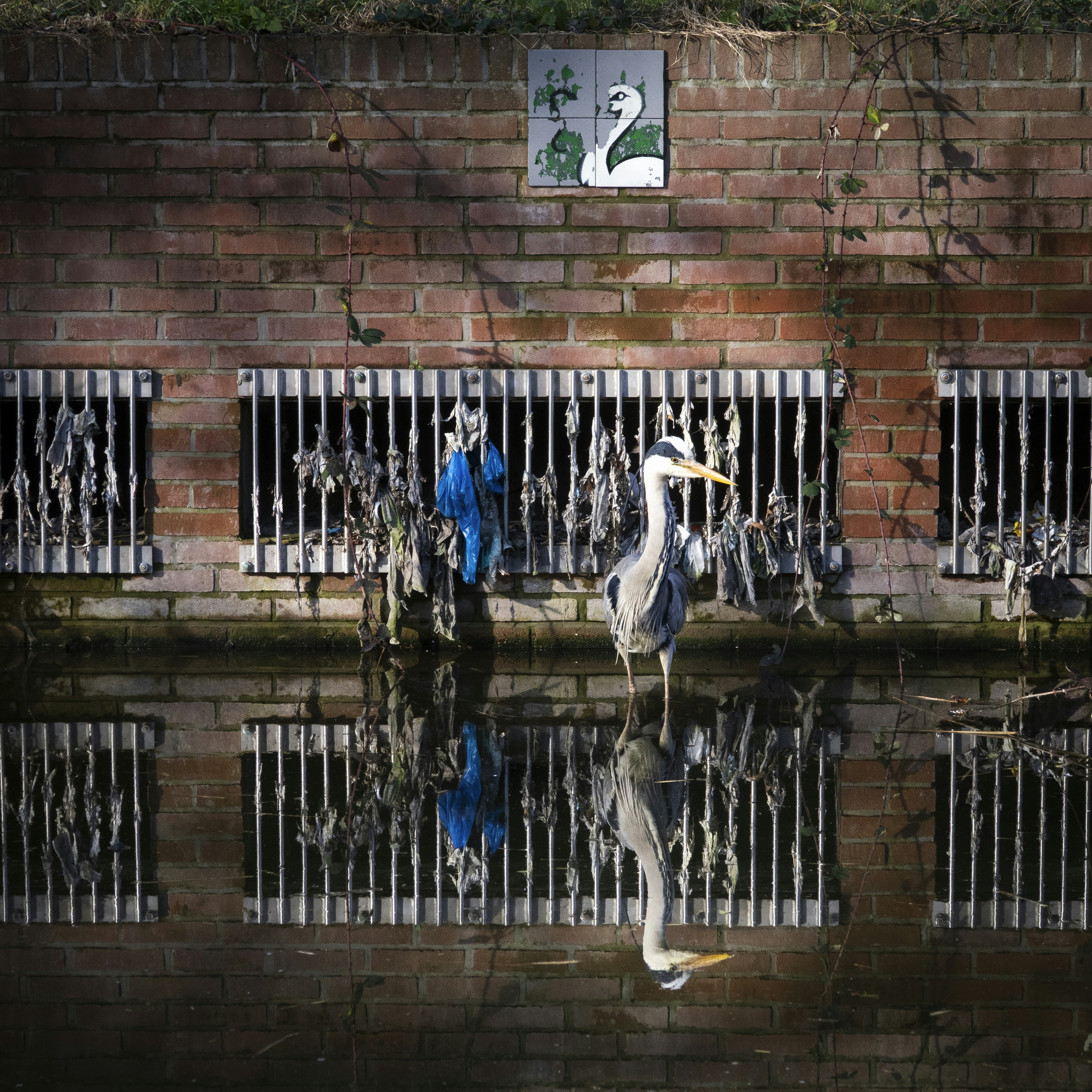 A heron stands in shallow water reflecting on brick wall.