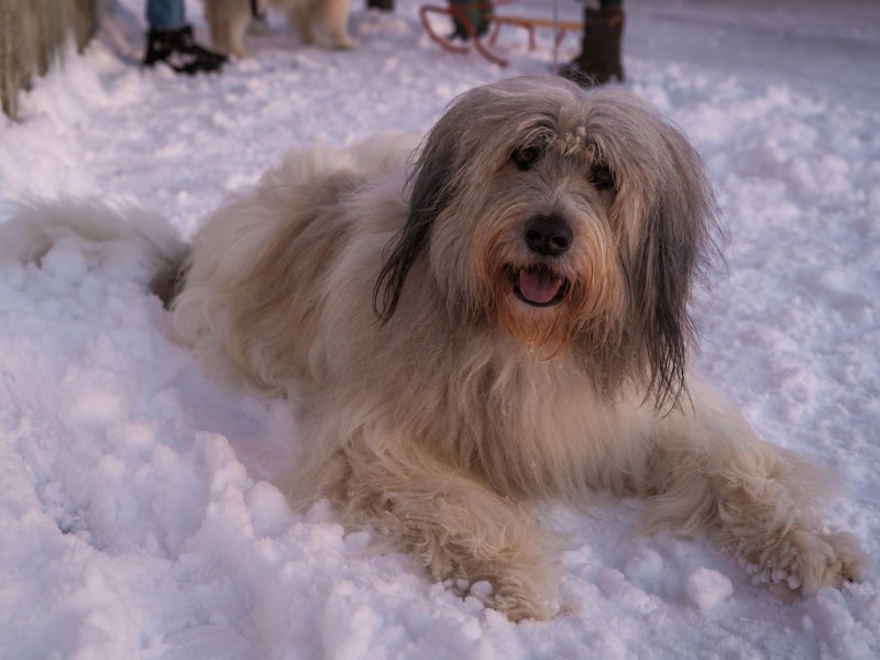 Dog Arthritis: Signs, Treatment Options and How to Manage Pain