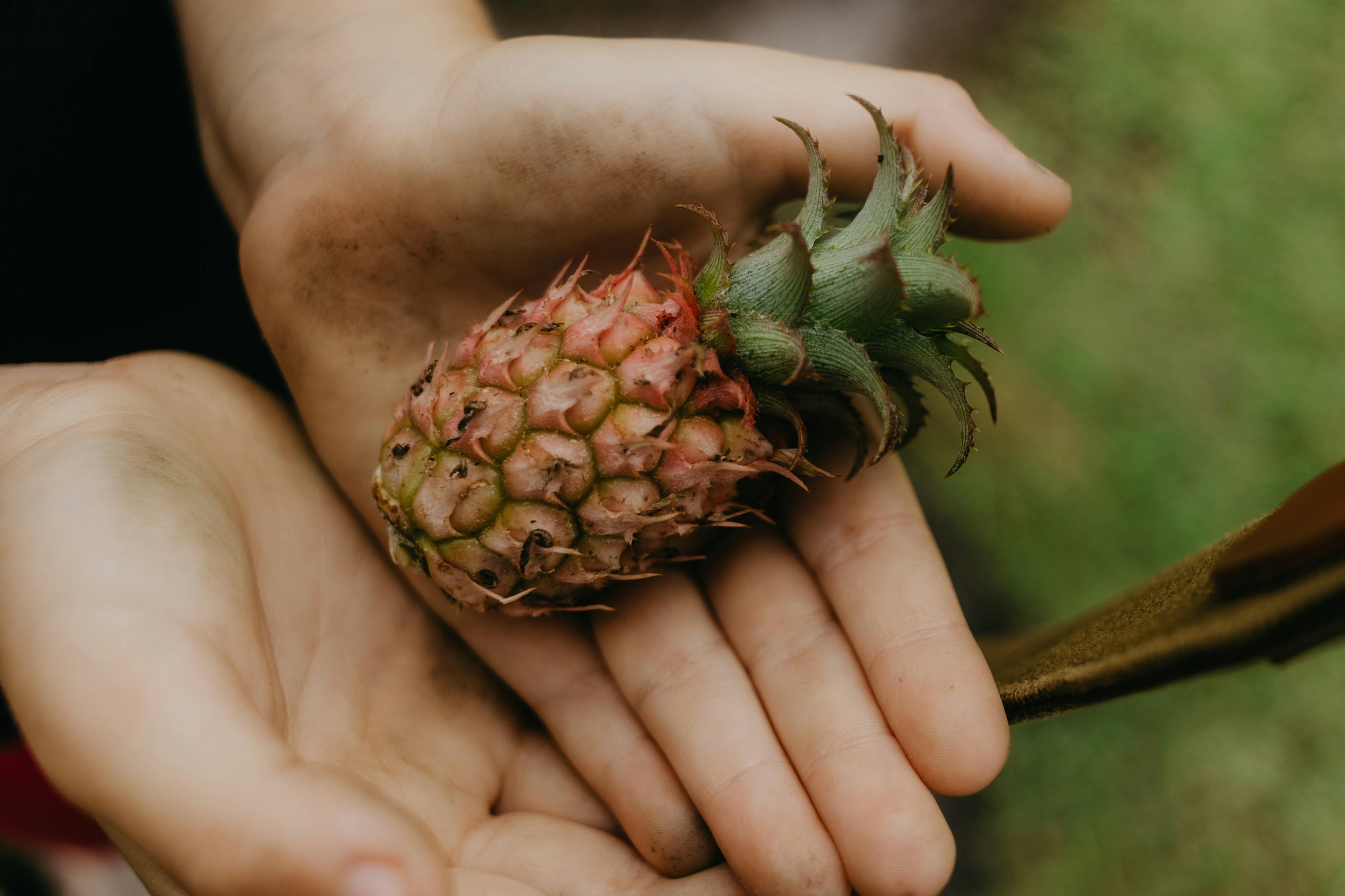 小さなパイナップルを両手に持っている