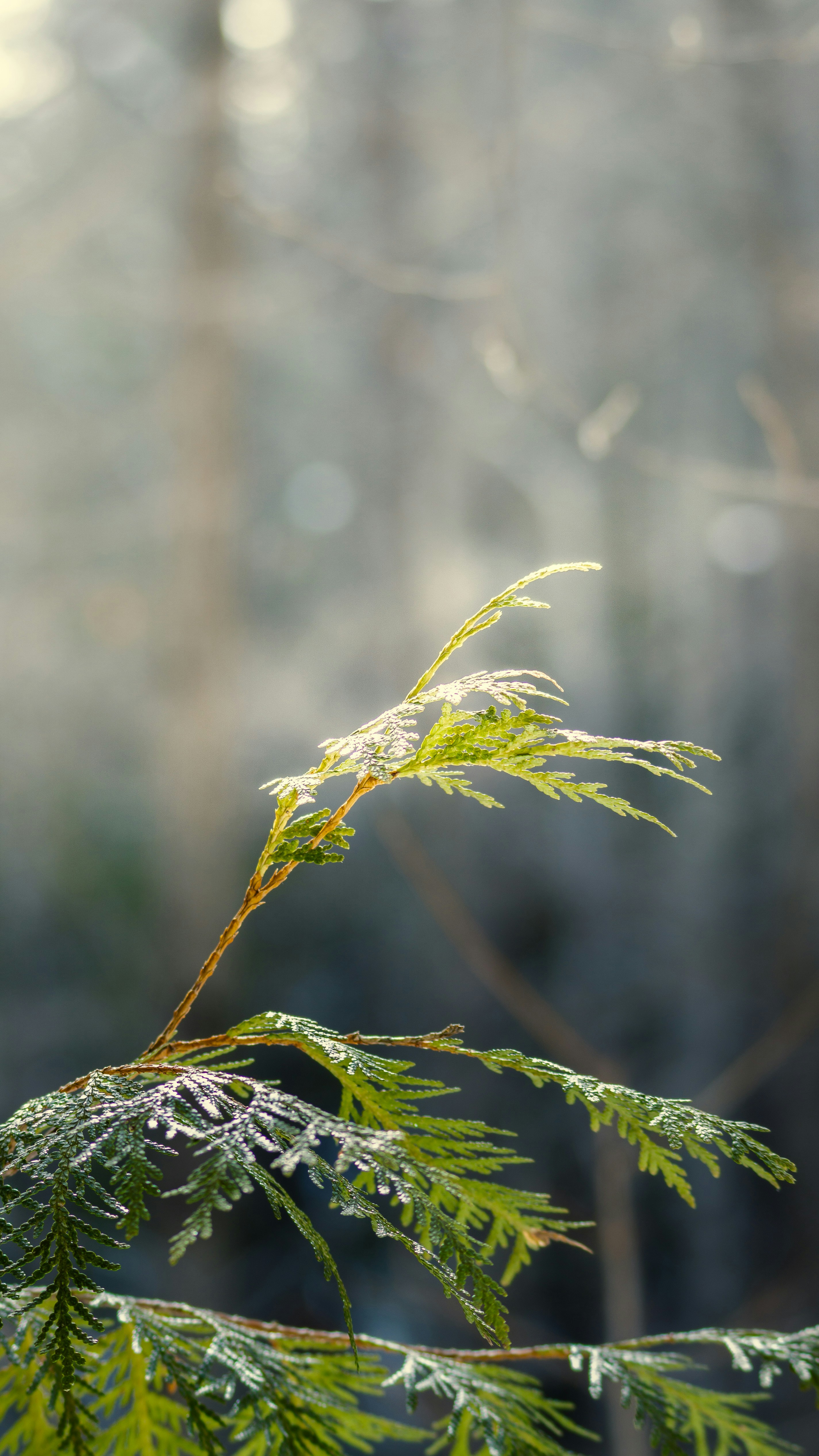 Un primer plano de una rama de cedro verde con hielo.