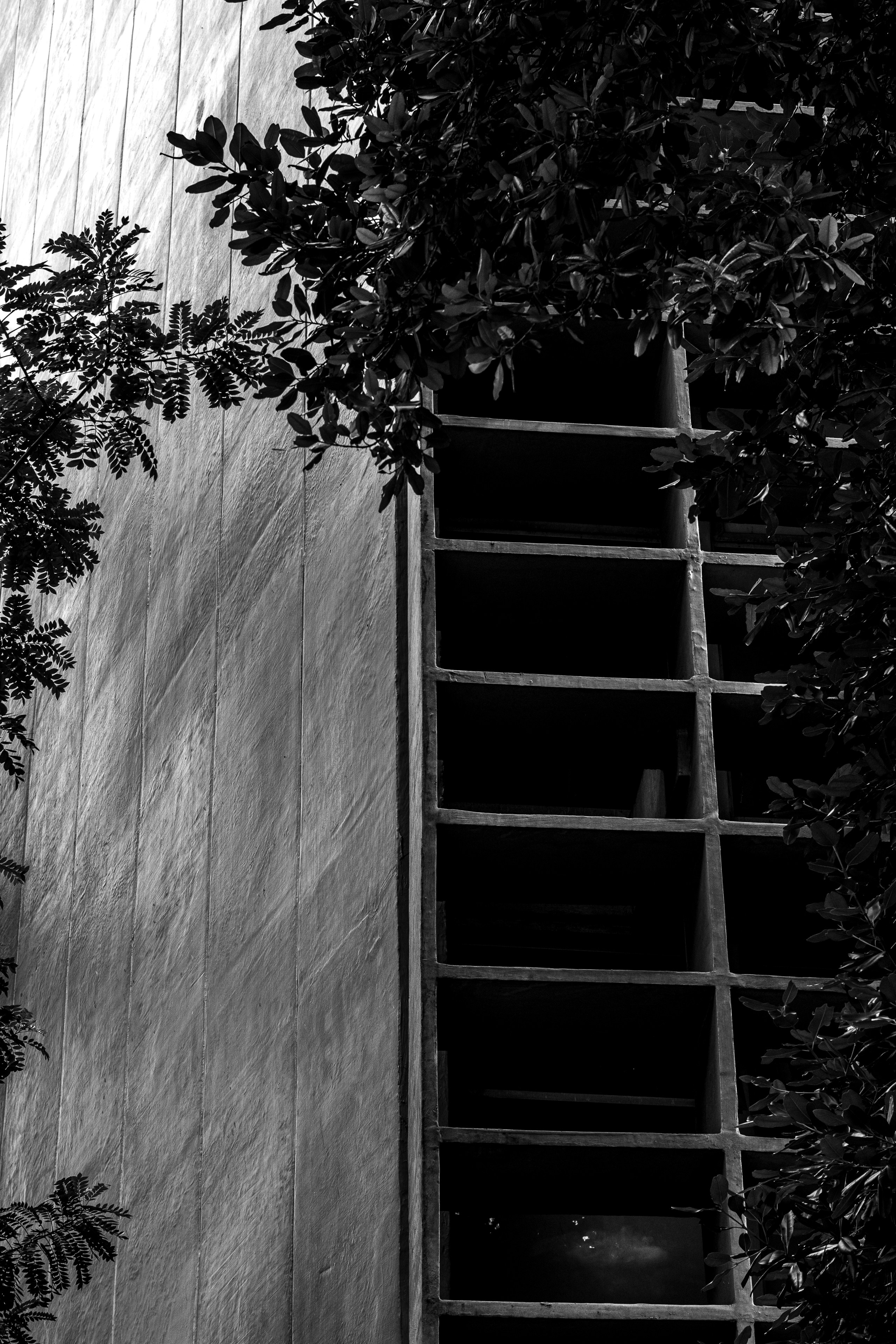 A ladder leans against a textured wall by trees.