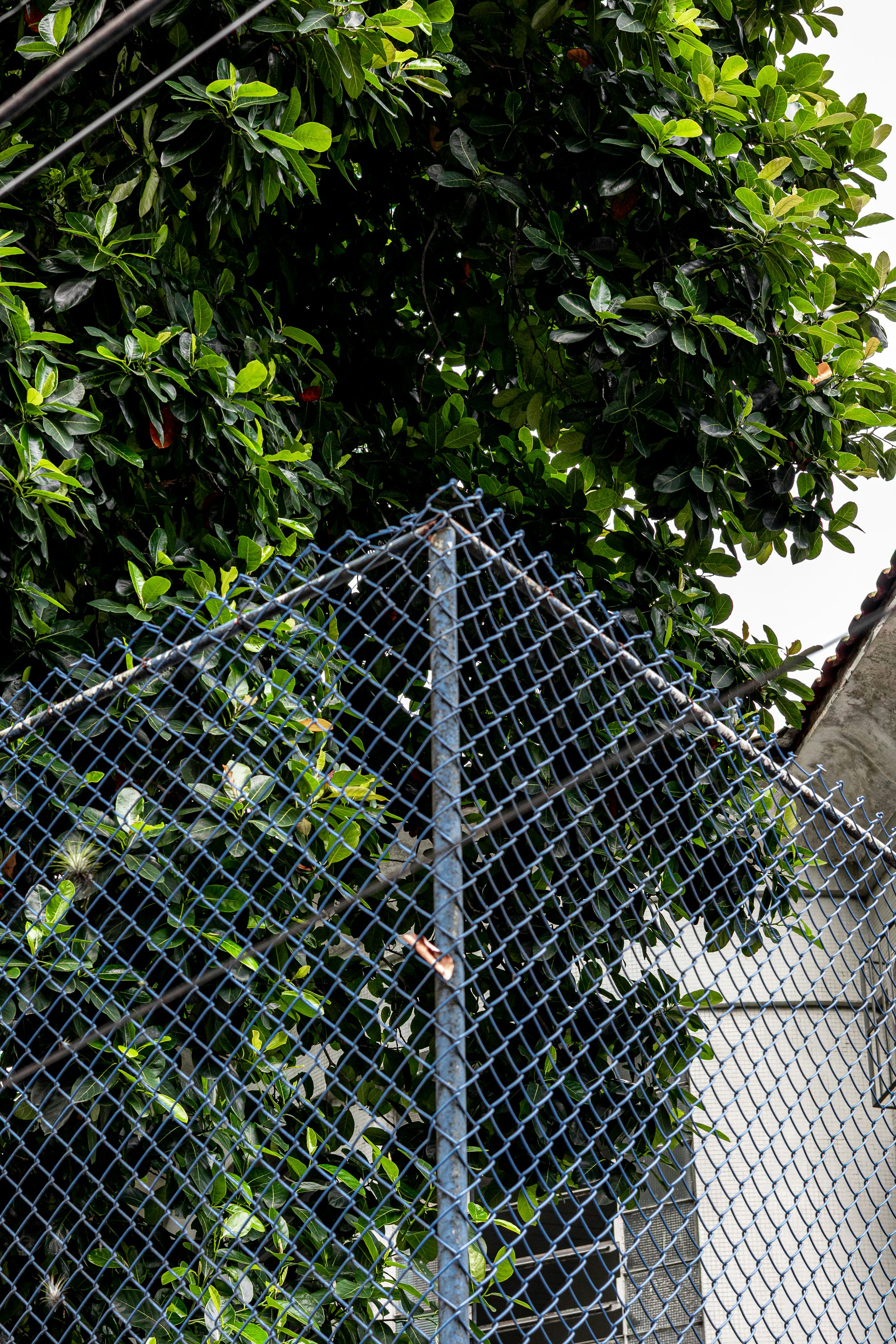 Green leaves and a chain-link fence corner