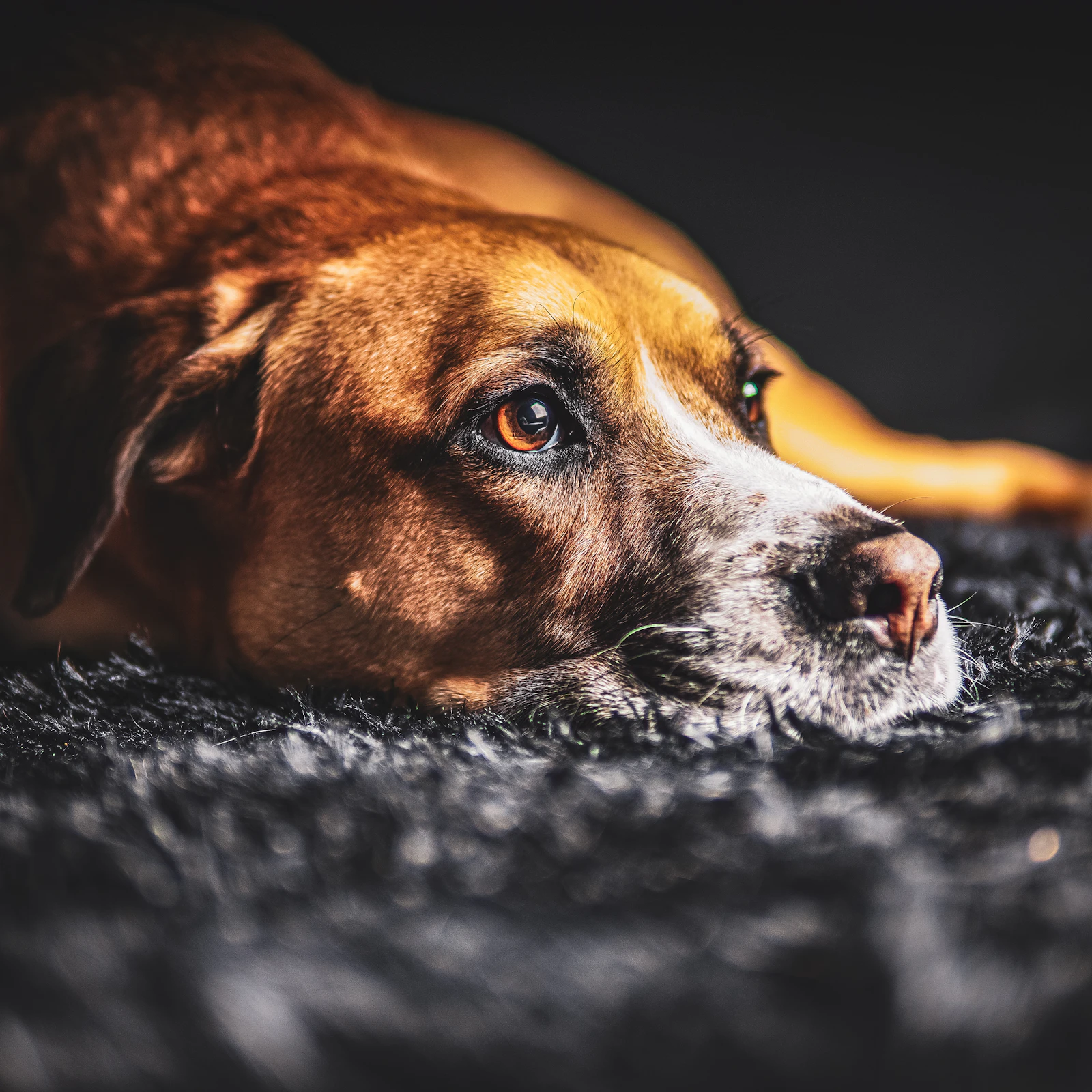 A brown dog with a graying muzzle resting calmly on a soft dark rug at home after the day